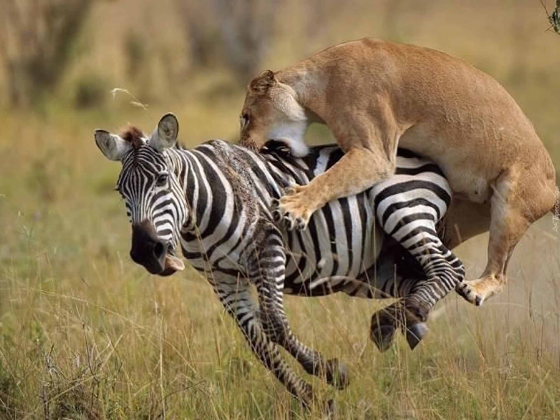 Zebra, Lwica, Atak