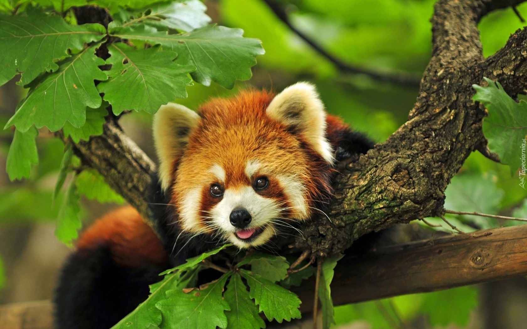 Mała, Panda, Drzewo, Pandka ruda