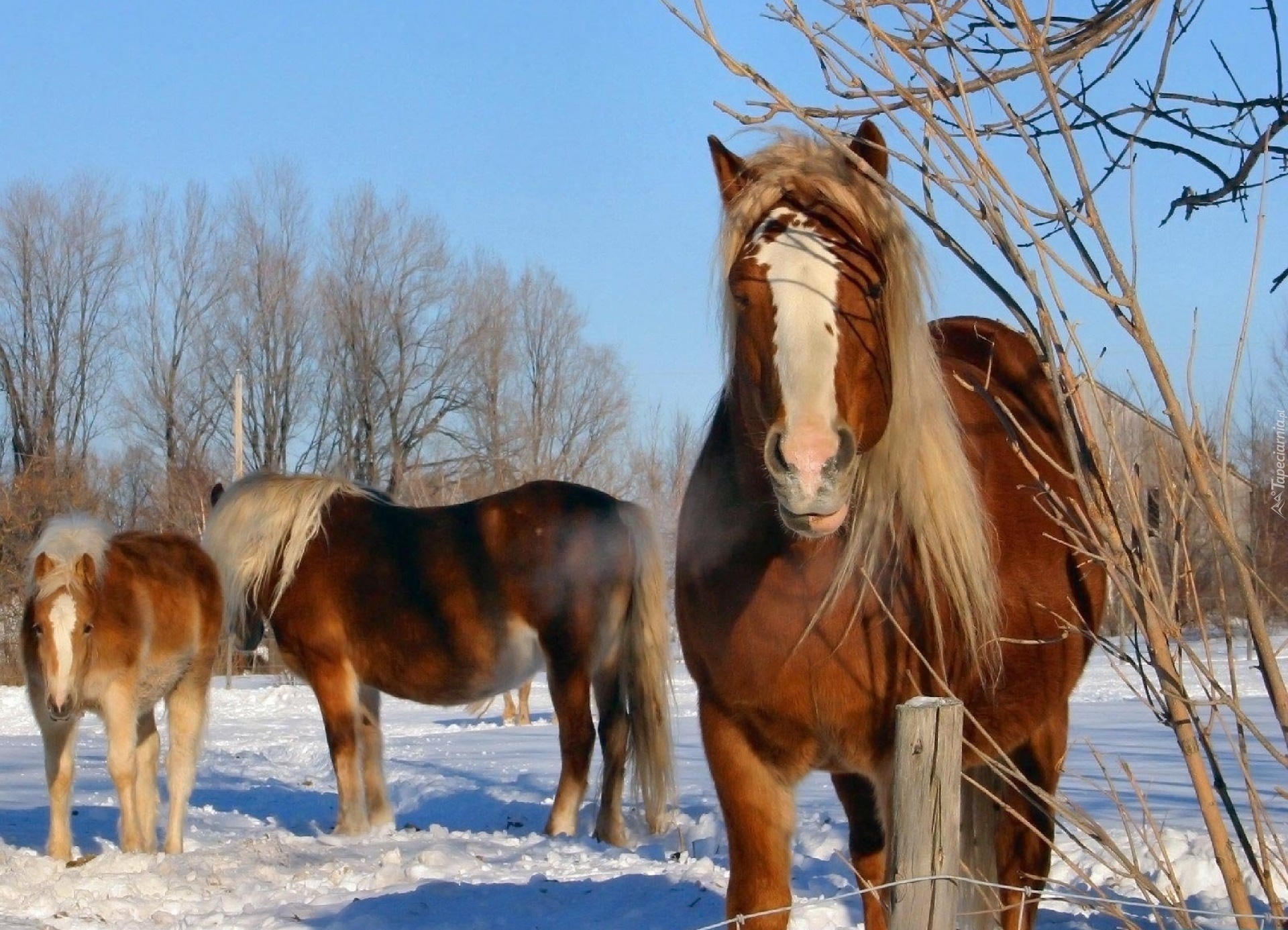 Konie, Zima, Śnieg