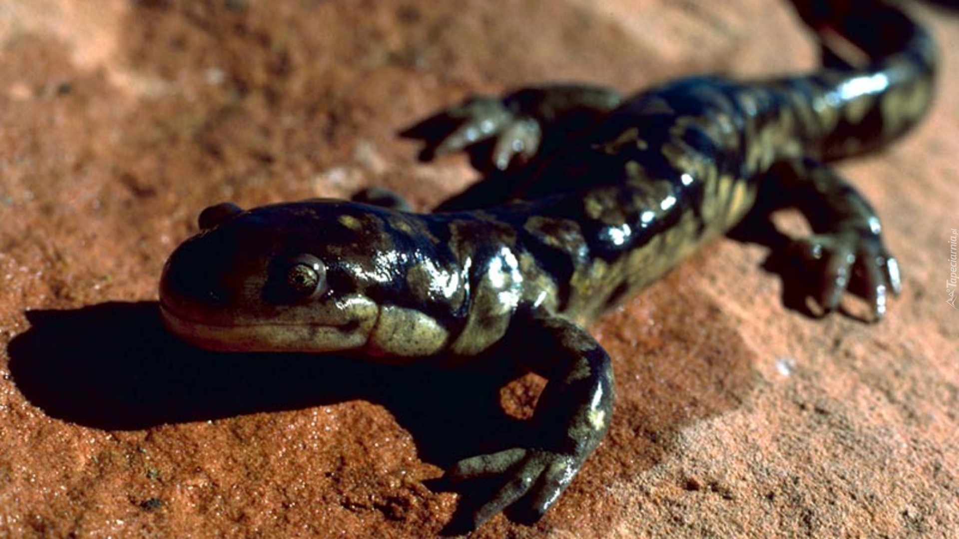 Salamandra, Piasek