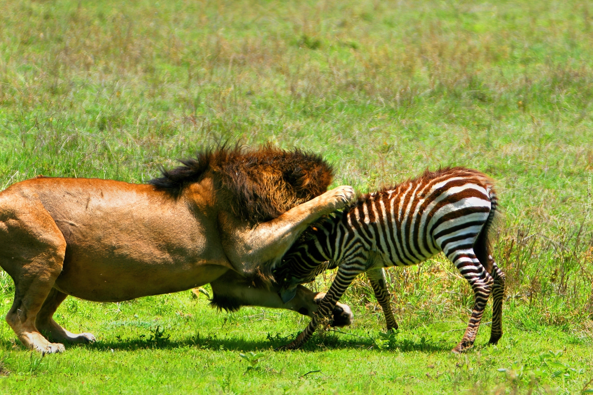 Atakujący, Lew, Zebra