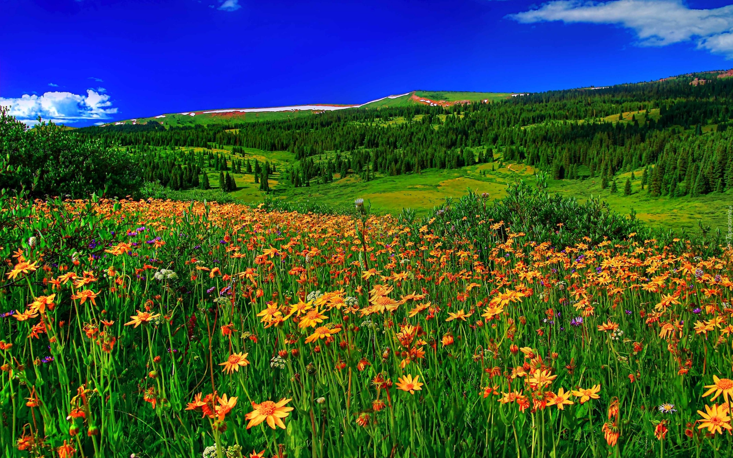 Разнообразие природы луга. Цветущий луг. Летняя природа. Цветущие поля. Цветущие Луга и поля.