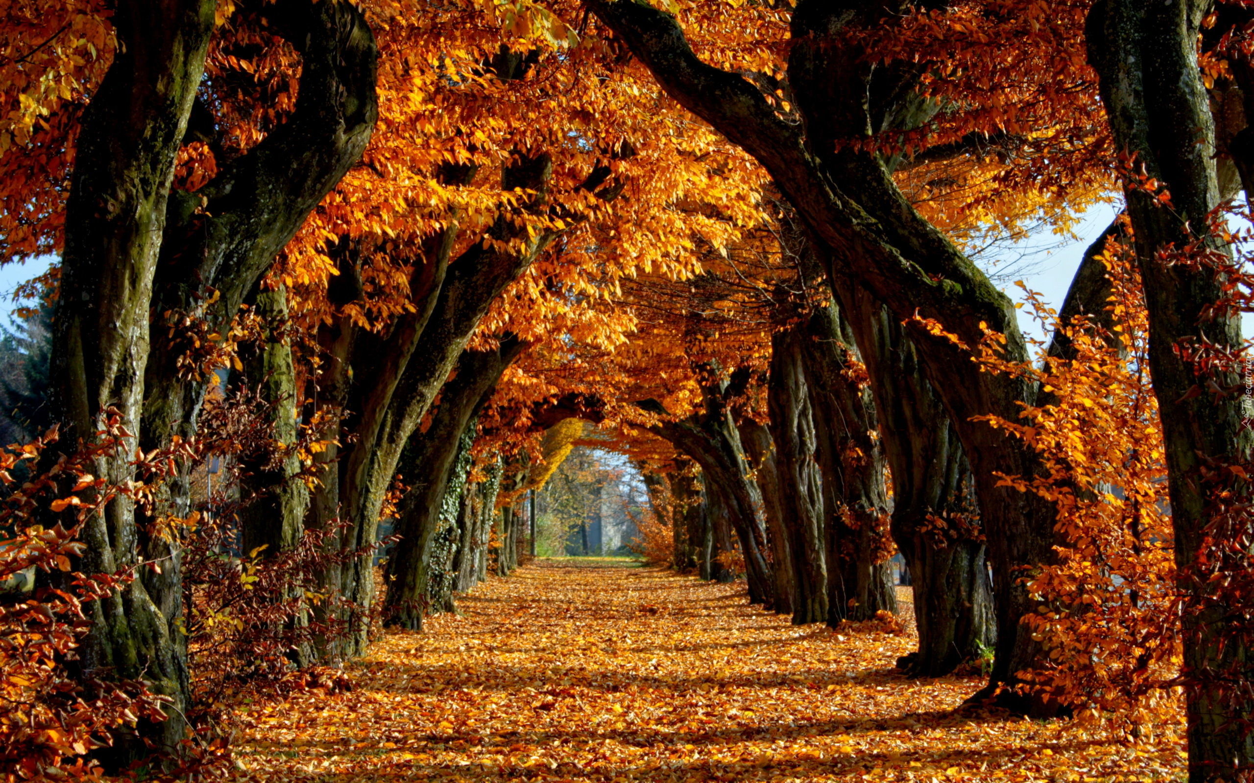 Jesień, Aleja, Drzewa