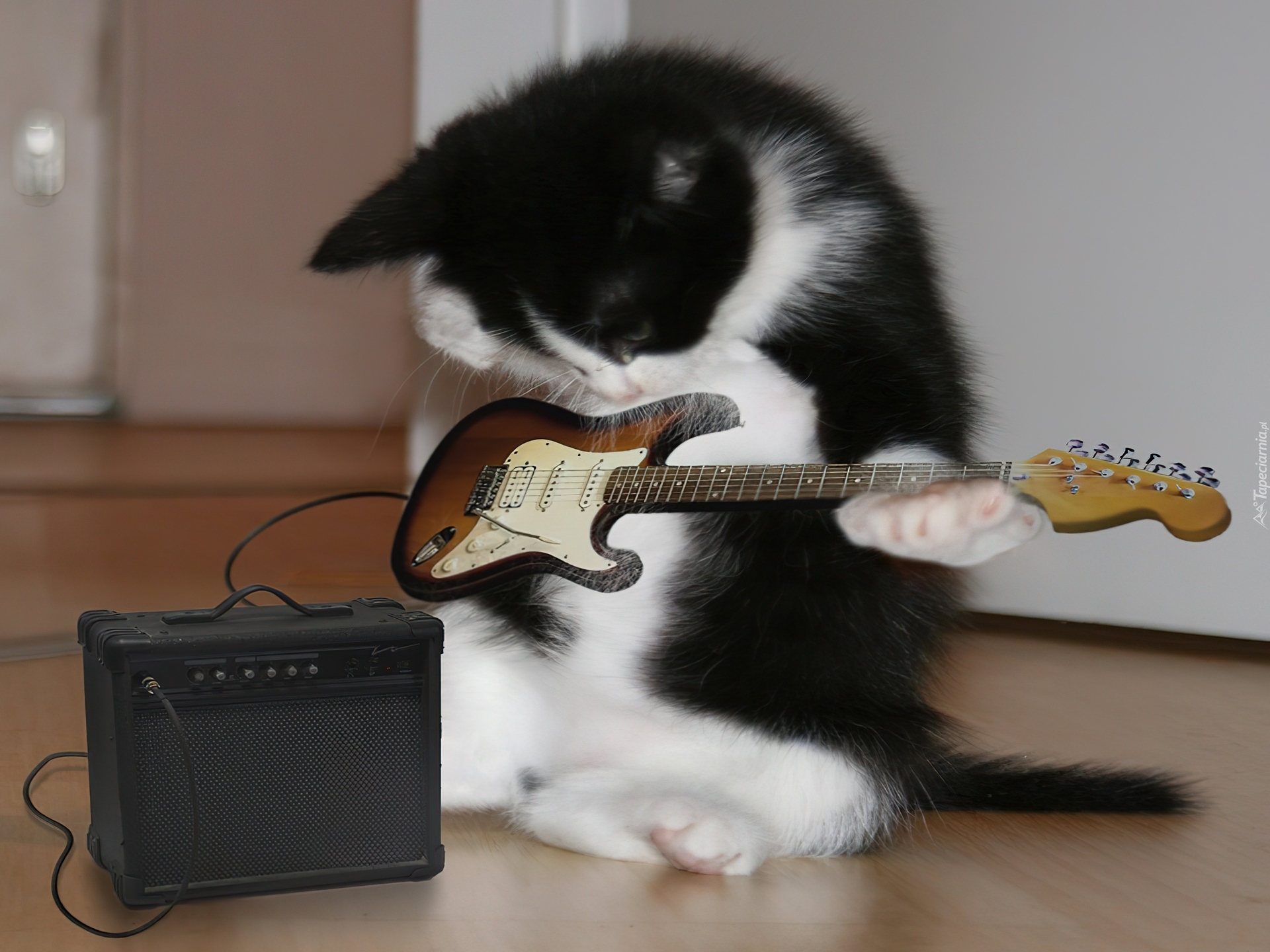 Котенок на гитаре бесплатно