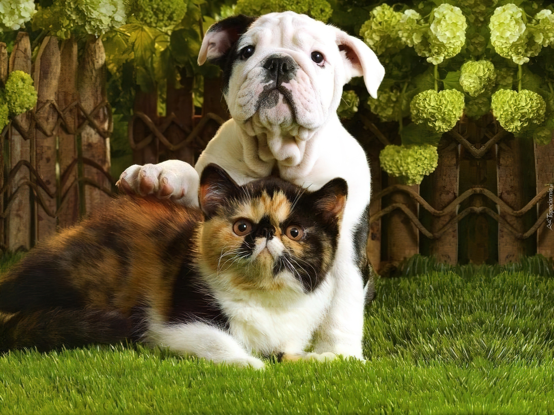 Говорящие коты и собаки. Собачки и кошечки. Красивые собаки. Красивые собаки и кошки. Rjireb b CJ,FRB.