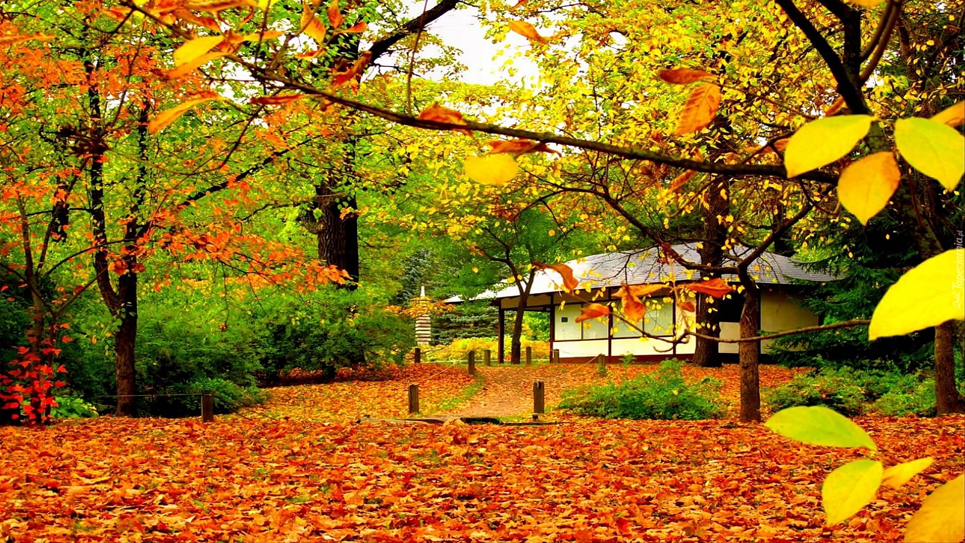 Park, Liście, Chatka