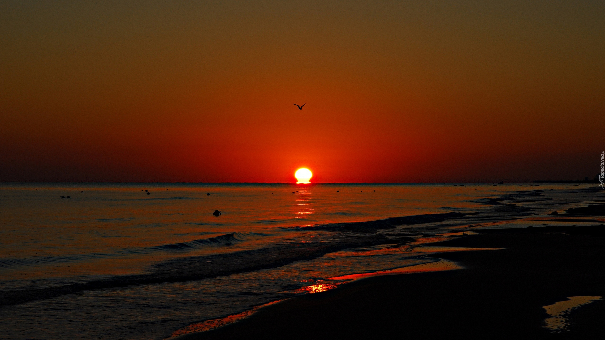 Morze, Plaża