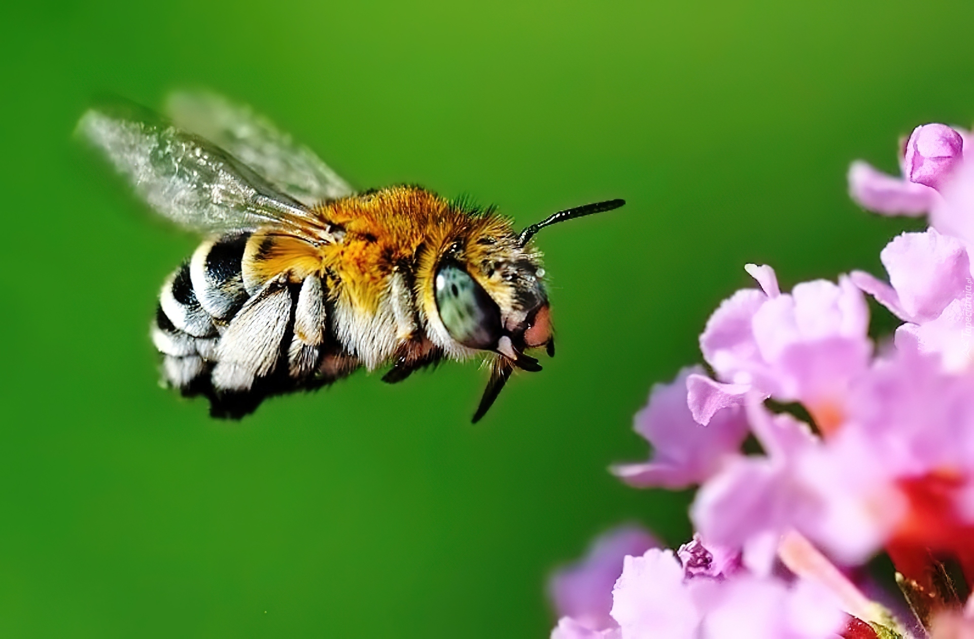 Pszczoła, Kwiatek, Lot
