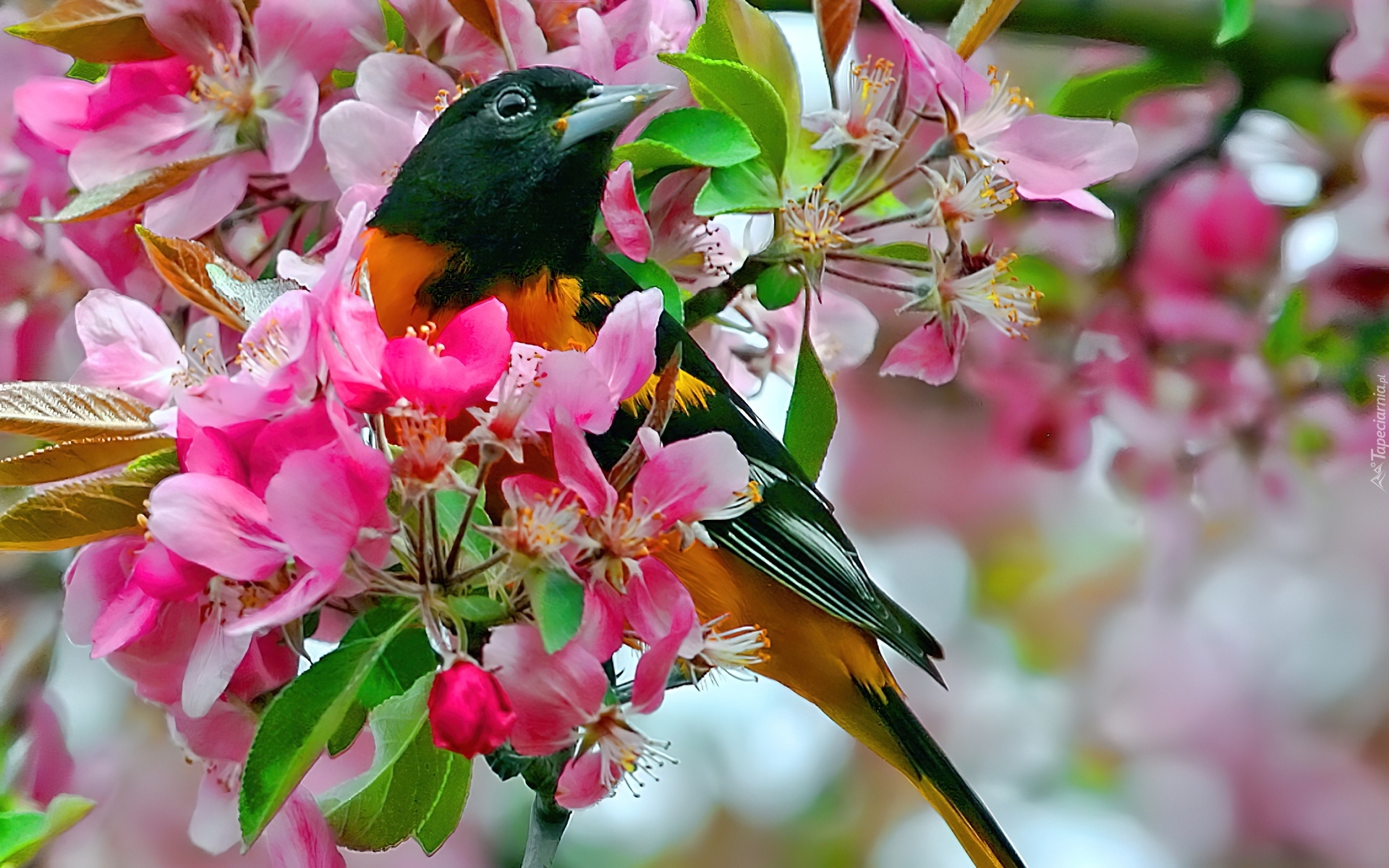 Ptak, Kolorowy, Kwiat