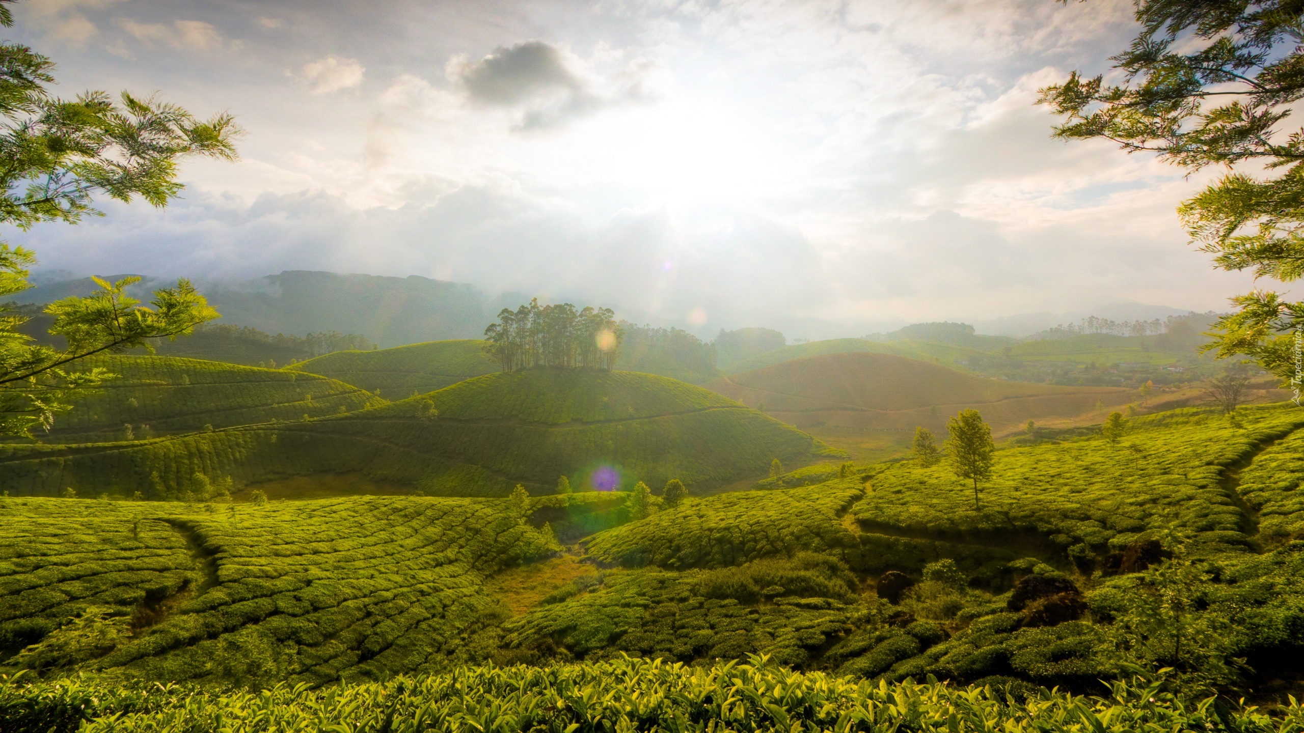 Plantacja, Herbata, Munnar, Indie