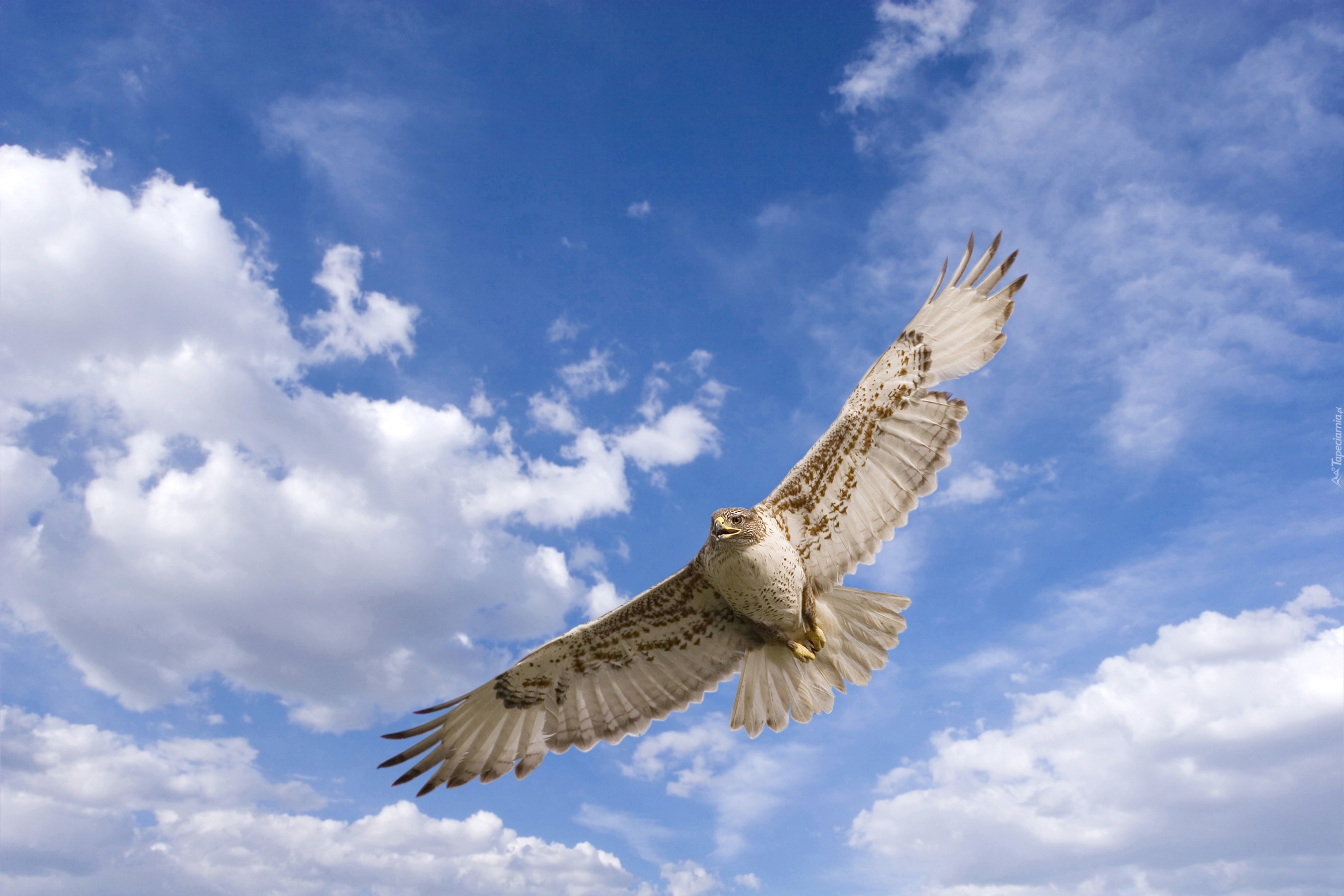 Полет птицы и полет человека. Белый Орел в полете. Птица в полете. Парящий Орел. Парящий Сокол.