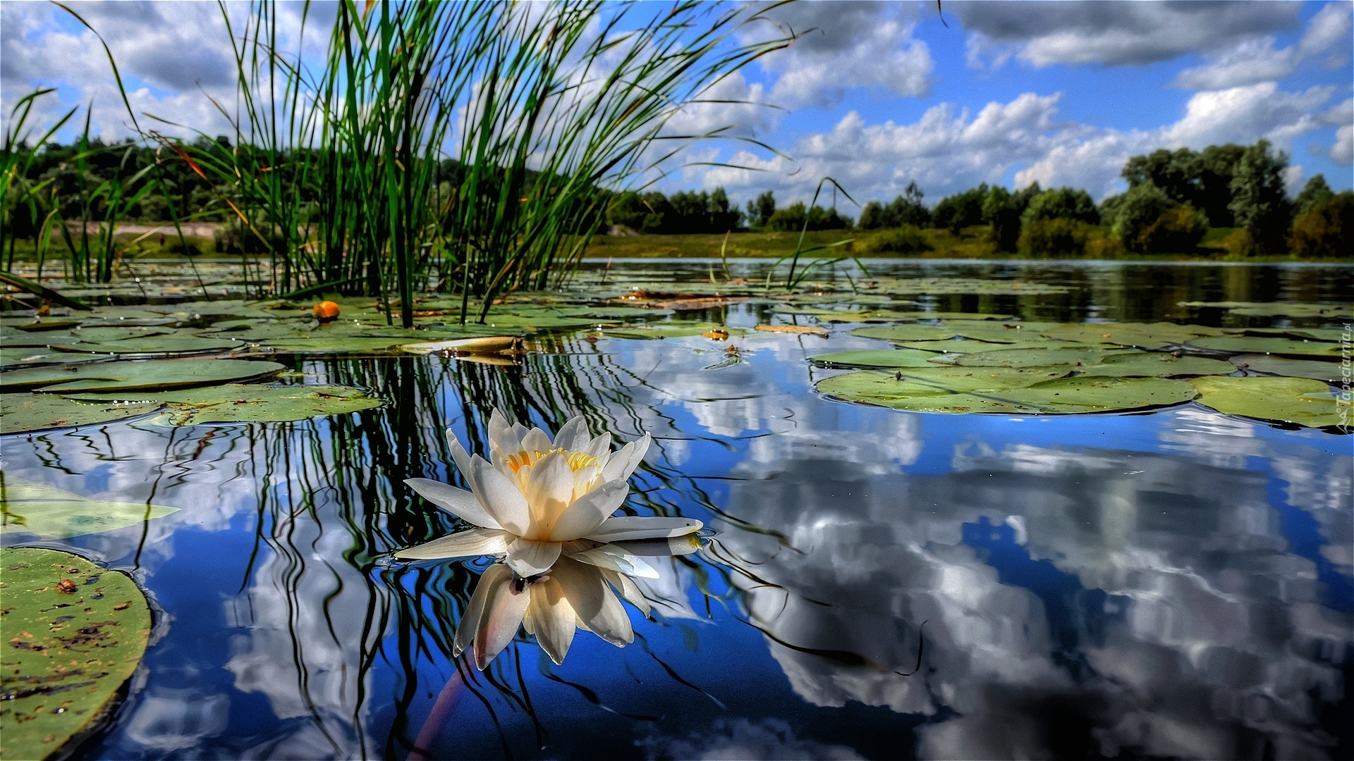 Jezioro, Lilia wodna