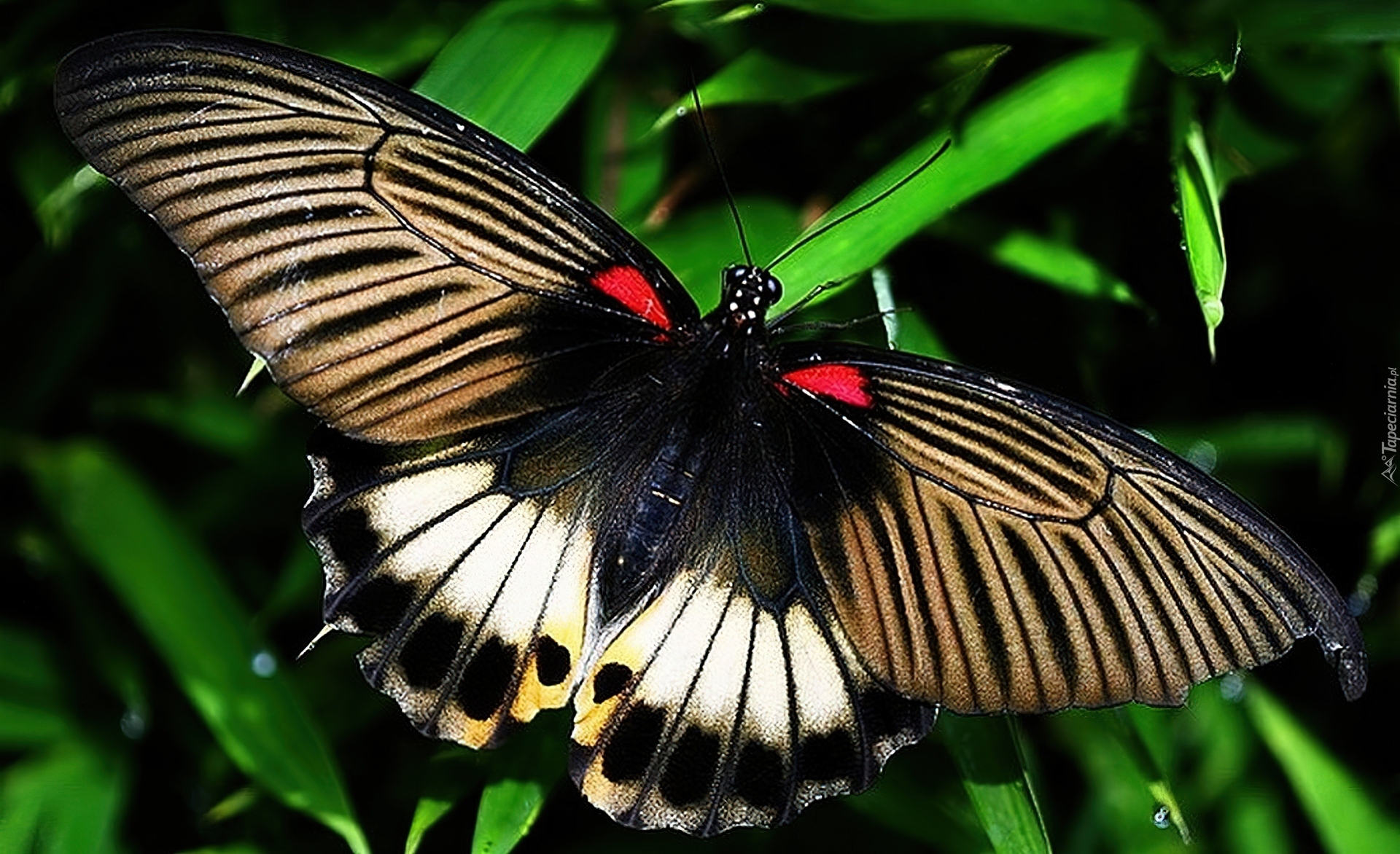 Kolorowy, Motyl