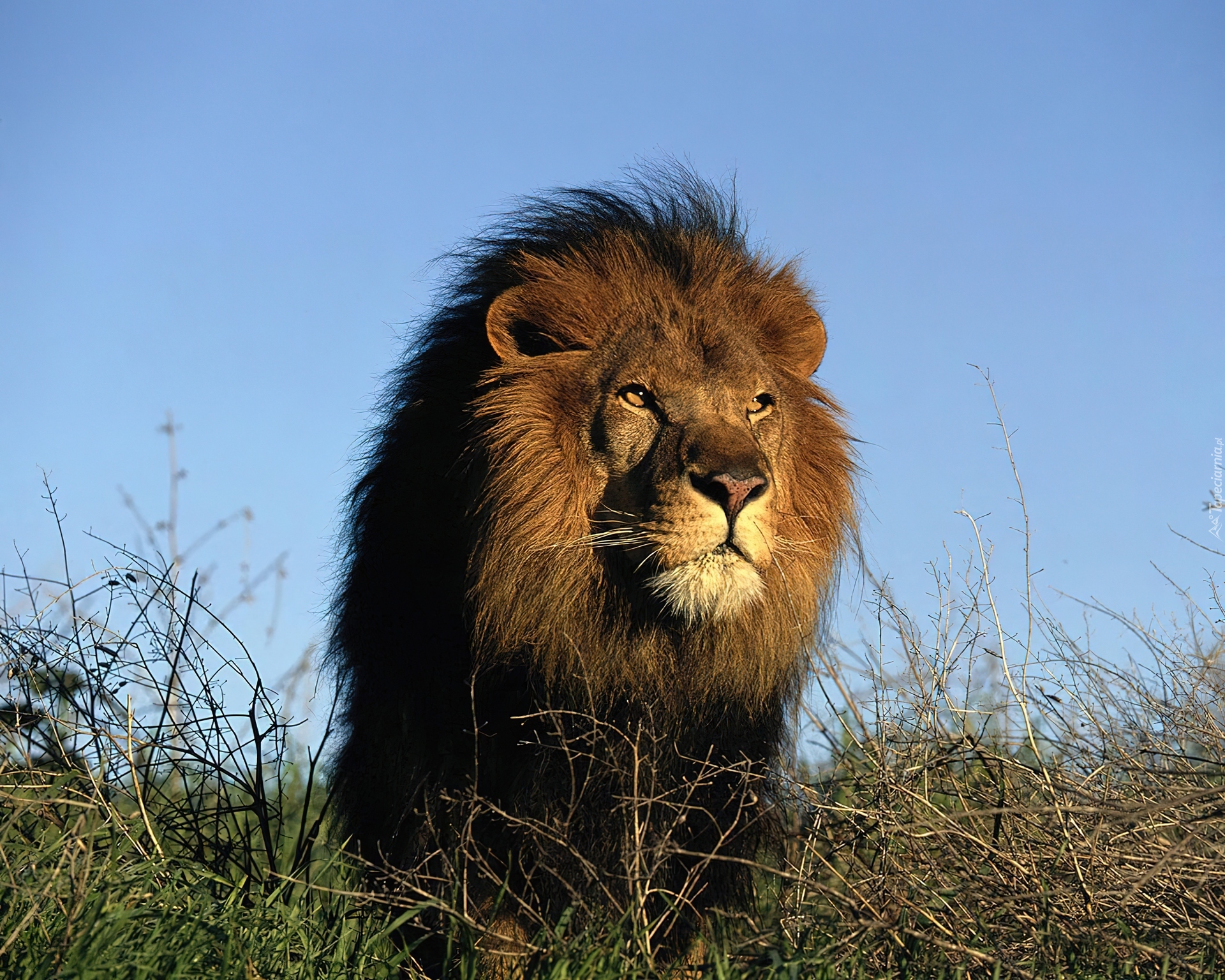 Про львов зверей. Лев. Лев фото. Африканский Лев. Лев царь зверей.