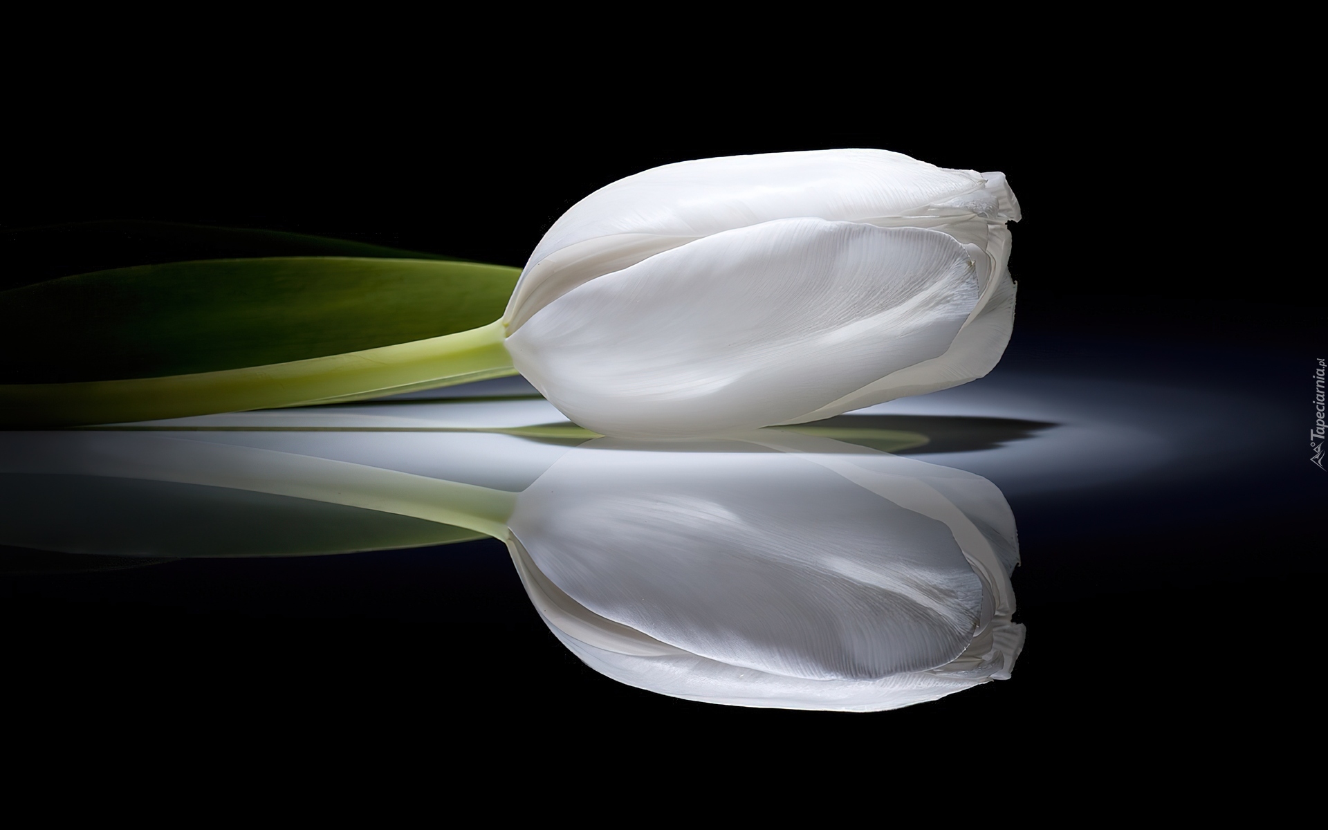 Biały, Tulipan