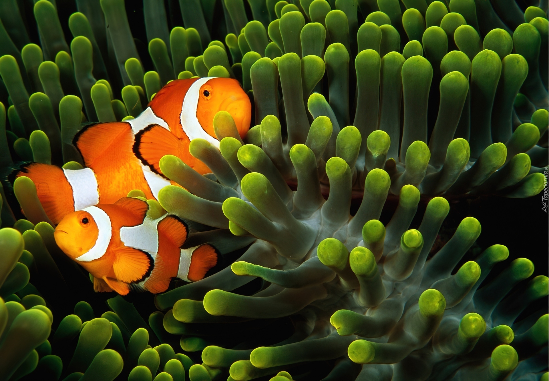 Рыбы едят растения. Оранжевый амфиприон. Амфиприон рыба. Рыба клоун и актиния. Рыба клоун зеленая.