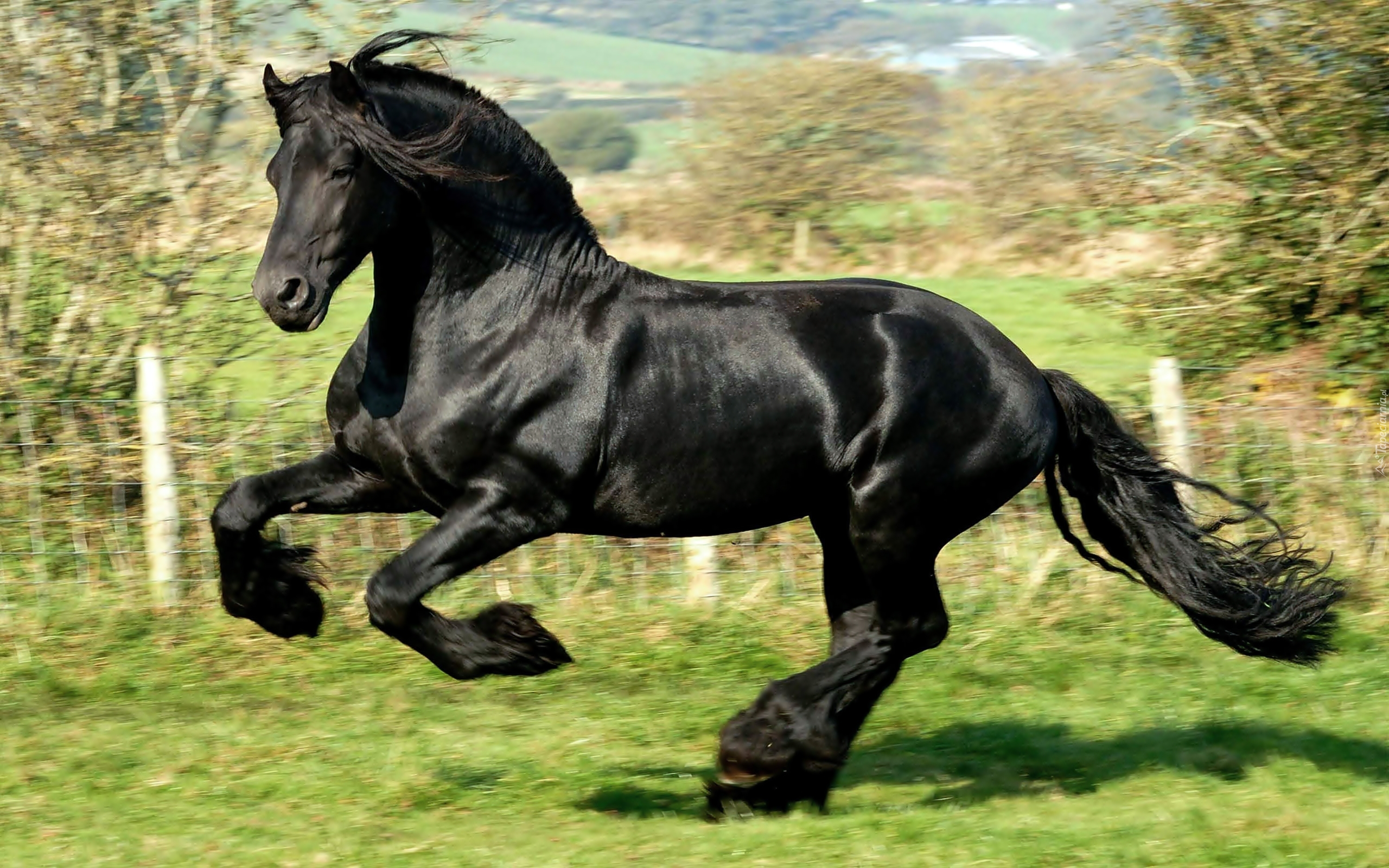 Czarny, Koń, Galop