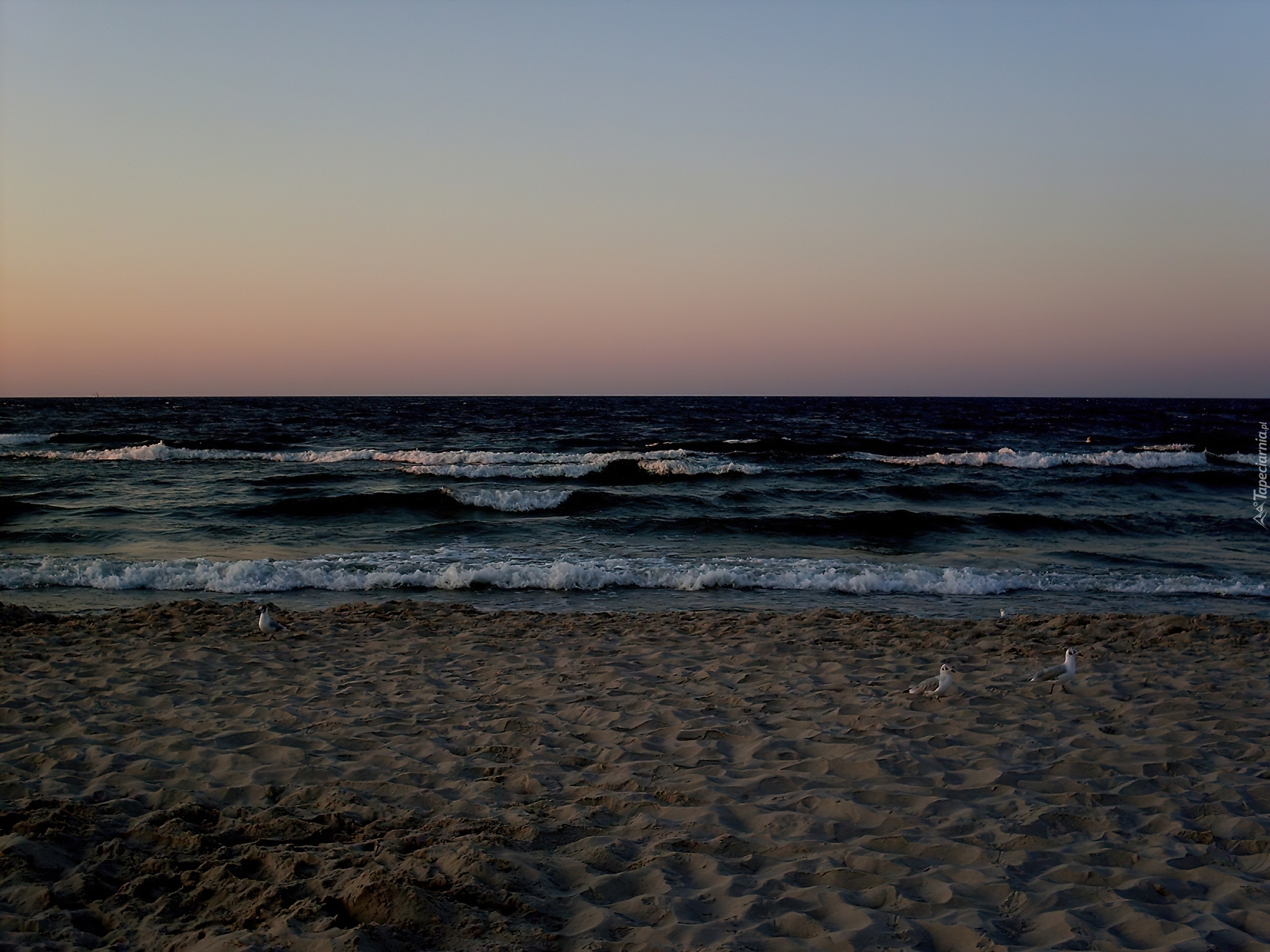 Morze, Plaża, Mewy