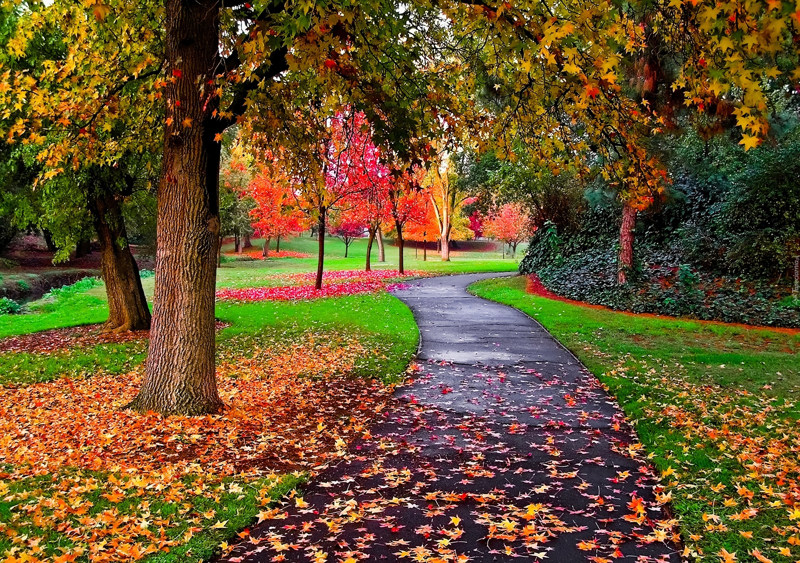 Куз н. Красивая осень. Осень в парке. Осенний сад. Яркие краски осени.