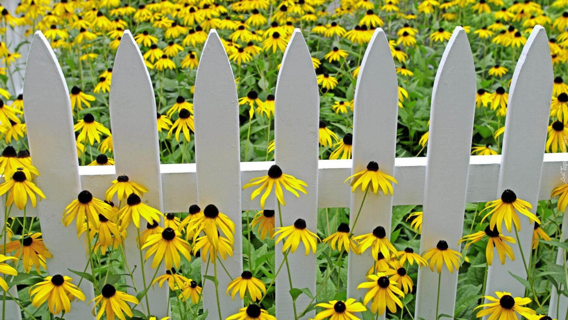 Łąka, Rudbekia, Płotek