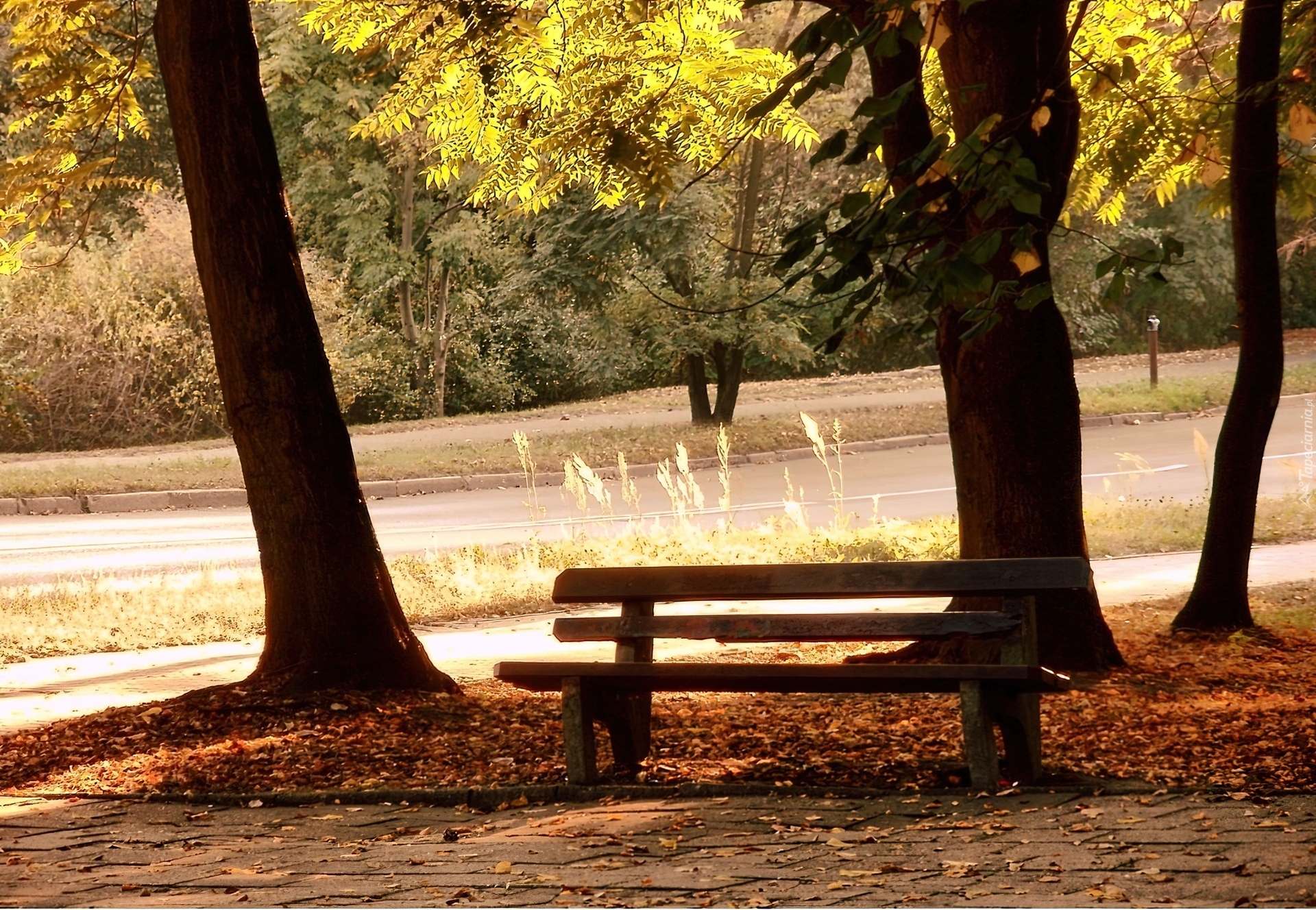 Park, Ławka, Drzewa, Liście