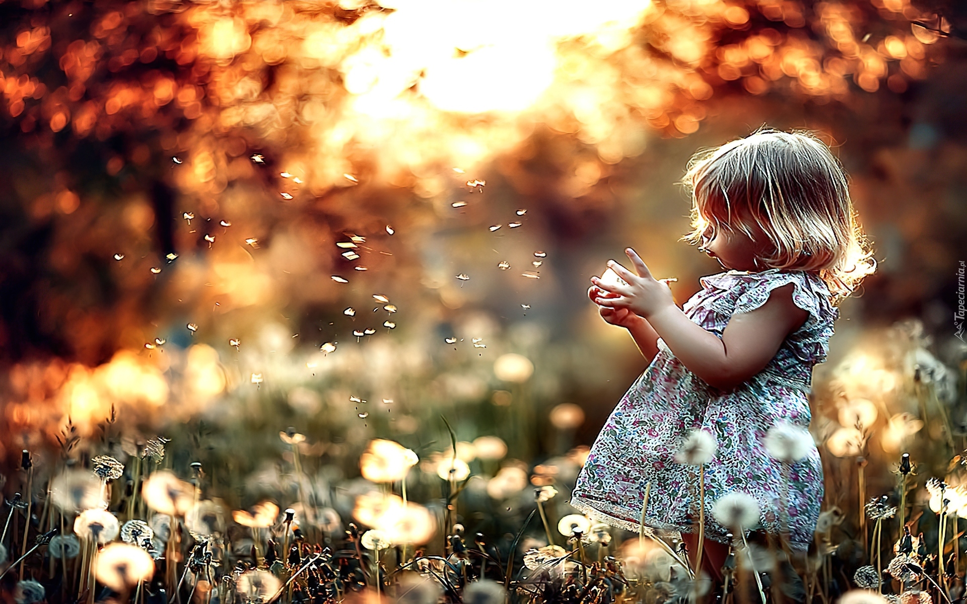 Стих мир полон чудес. Девочка с одуванчиком. Маленькие радости жизни.