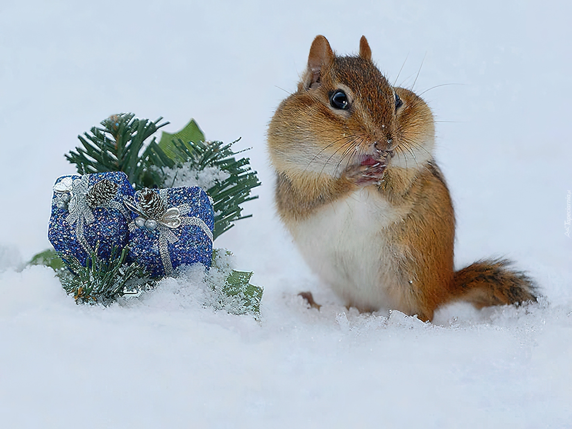 Śnieg, Świąteczny, Stroik, Chipmunk