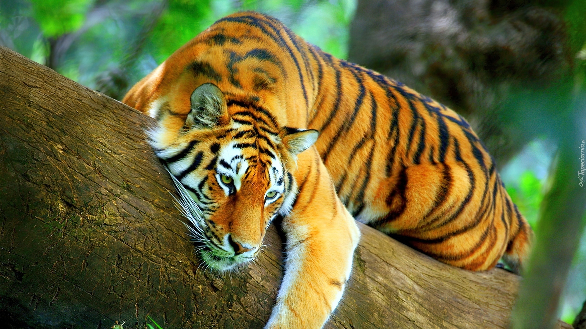 Tygrys, Drzewo, Odpoczynek