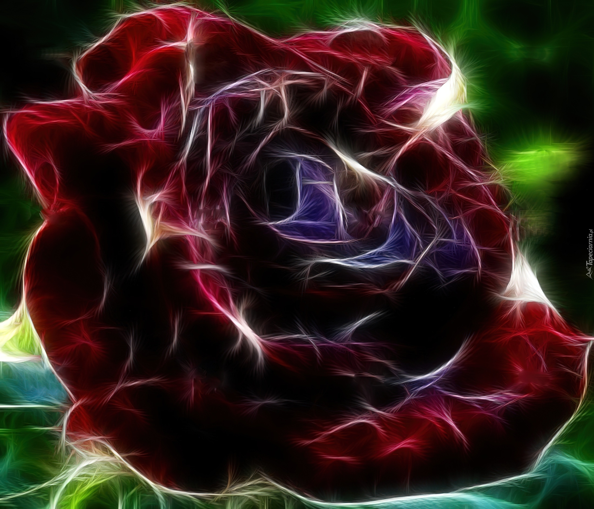 Kwiat, Róża, Fraktal, Czerwona