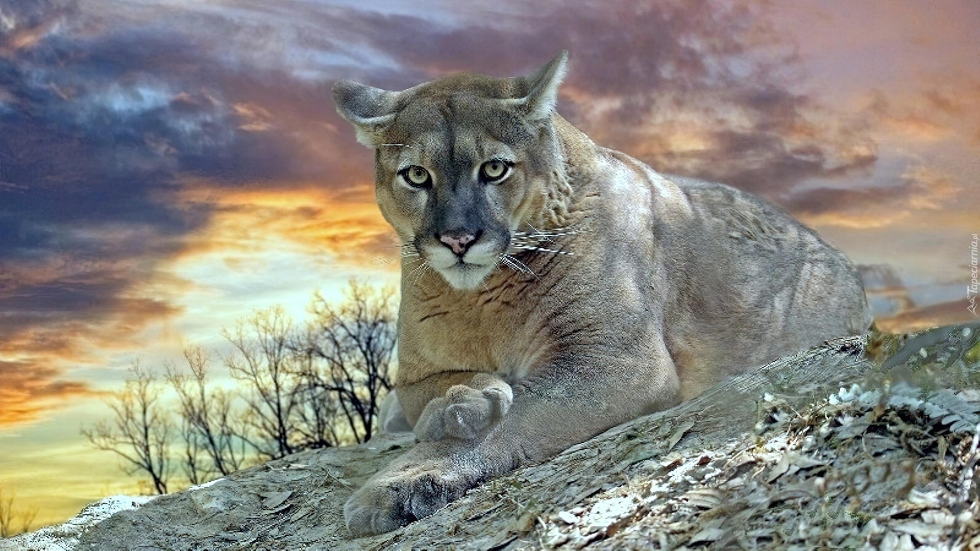 Puma, Kot, Chmury