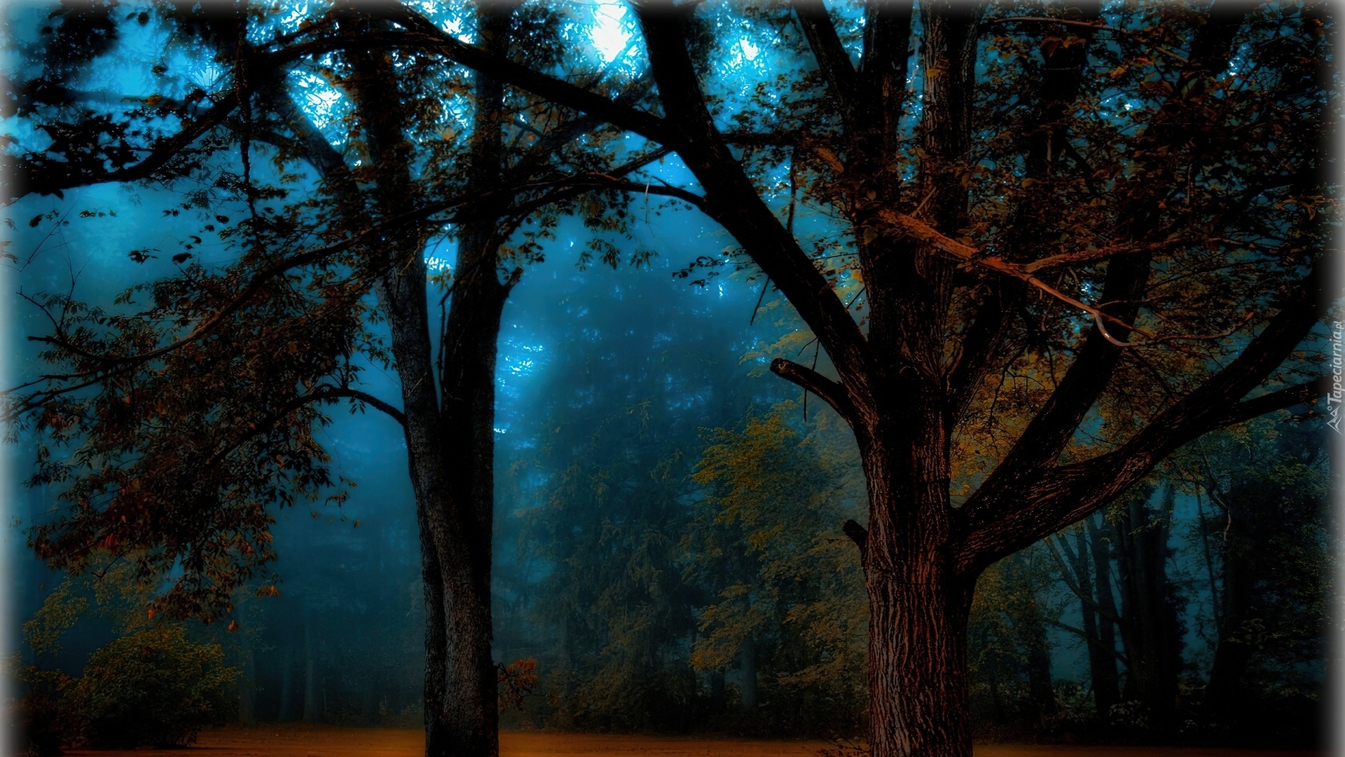 Las, Drzewa, Noc