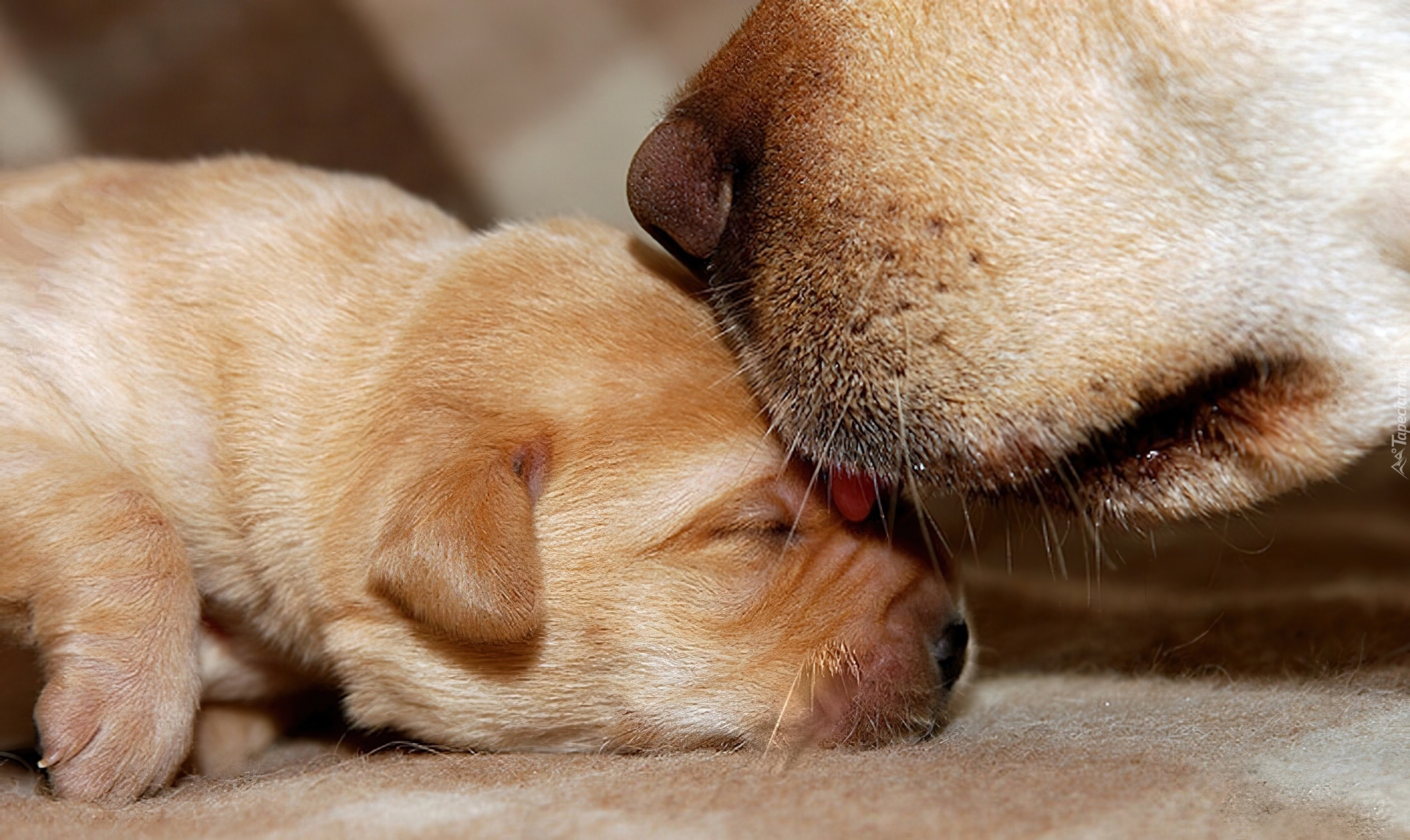 Dwa, Psy, Matka, Szczeniak, Golden Retriever