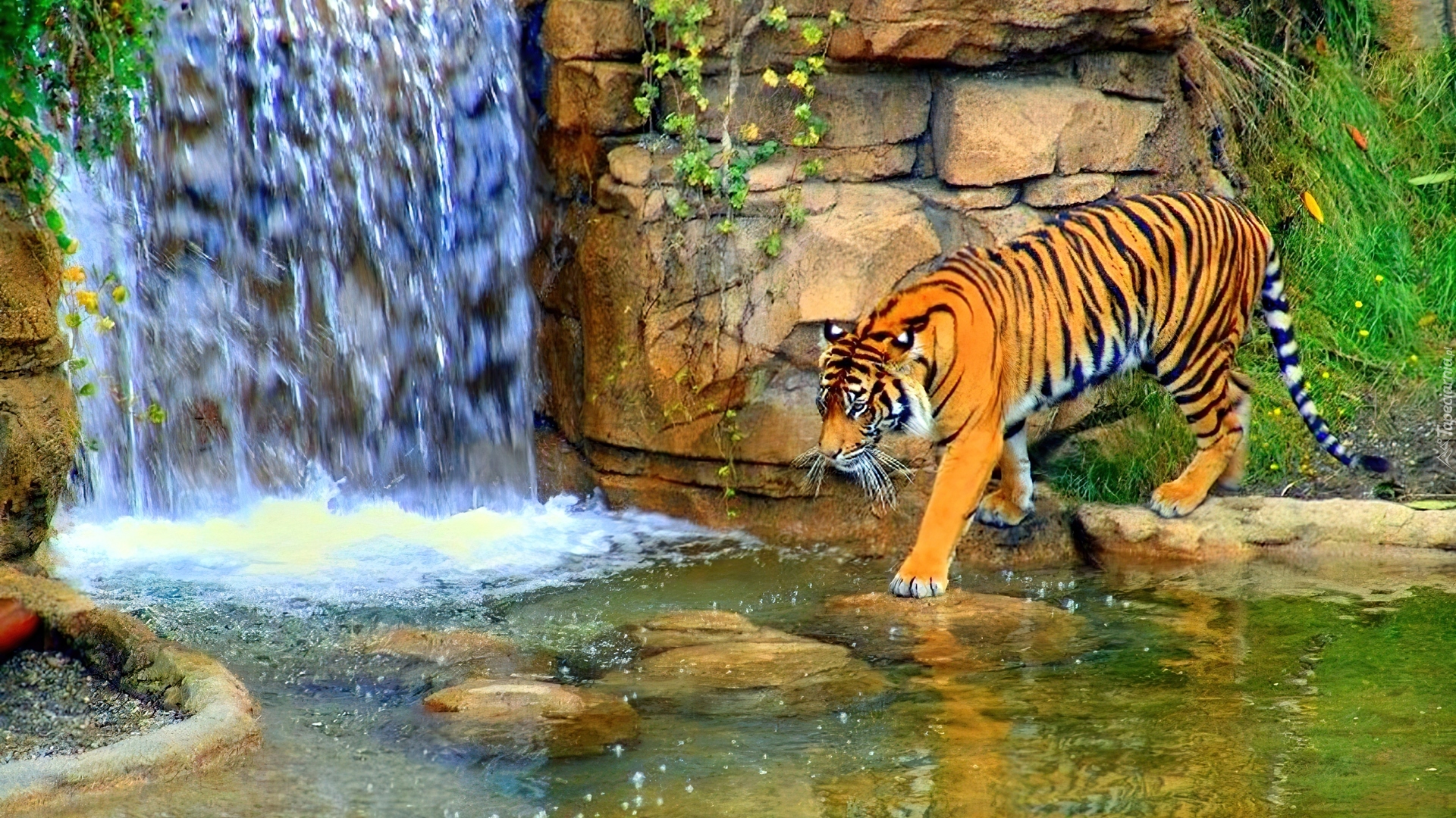 Тигр образует реку. Тигр у водопада. Водопад животные. Водопад и звери. Лев у водопада.