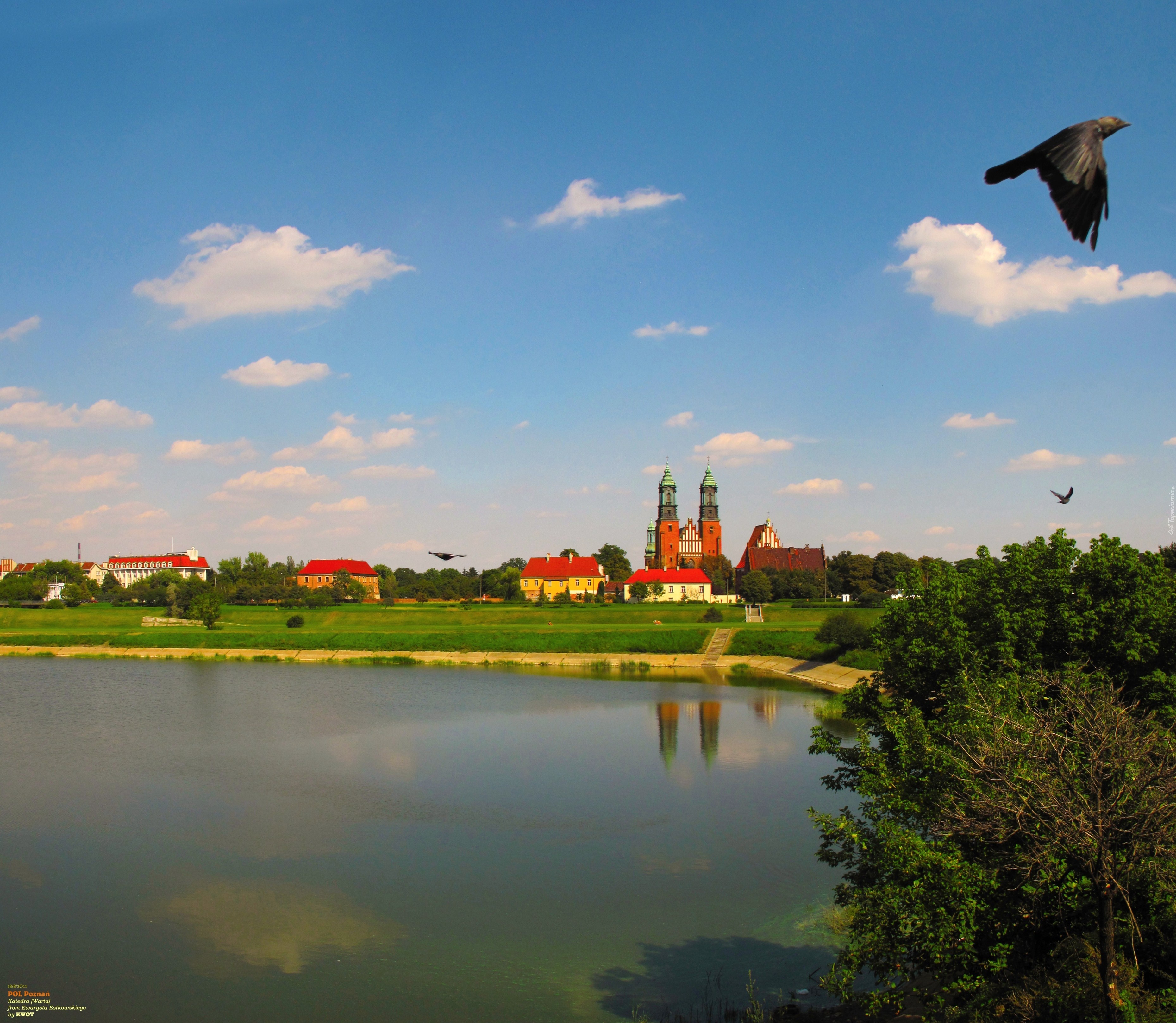 Poznań, Katedra, Warta, Ptak