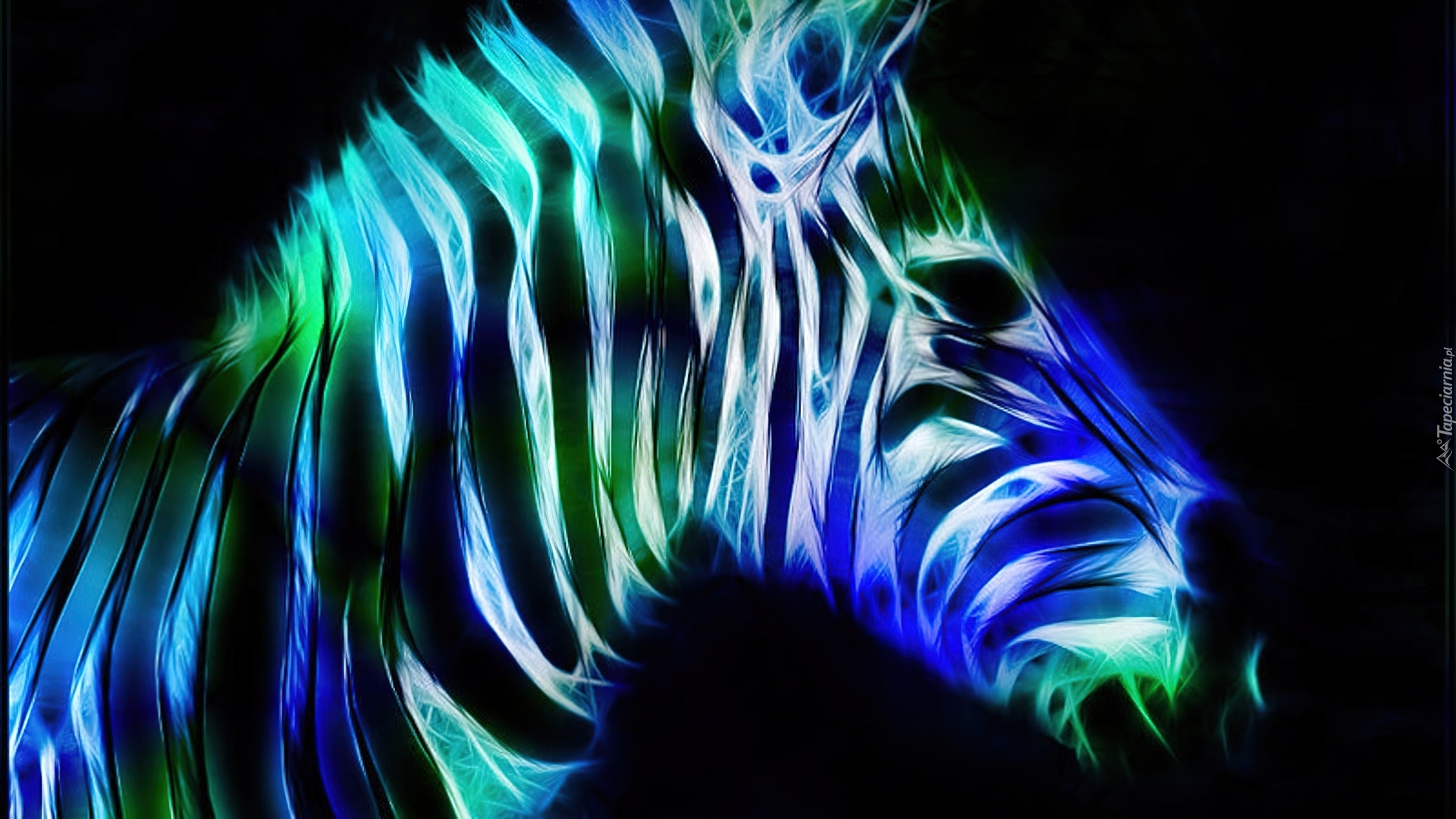 Zebra, Paski