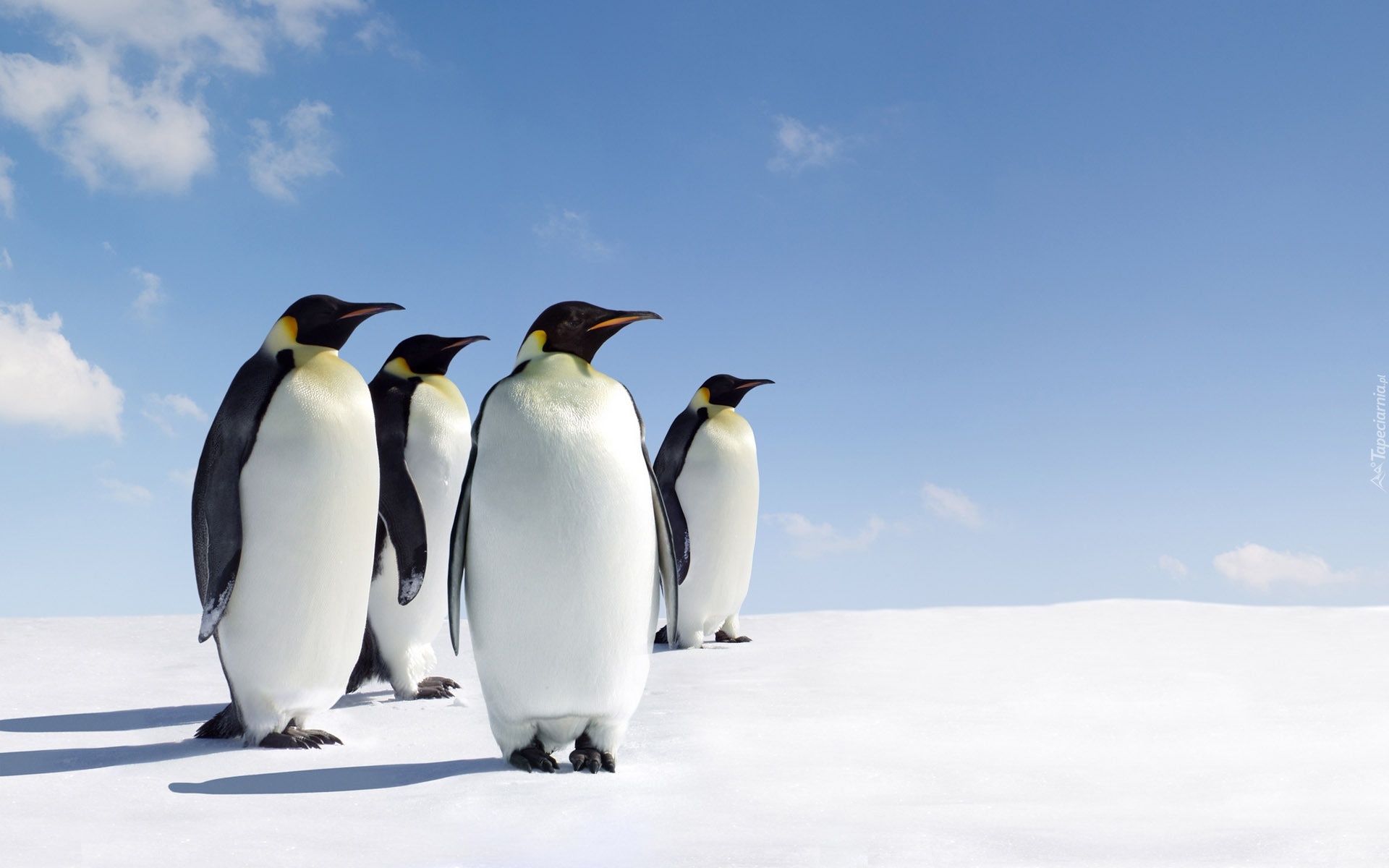 Pingwiny, Niebo, Śnieg
