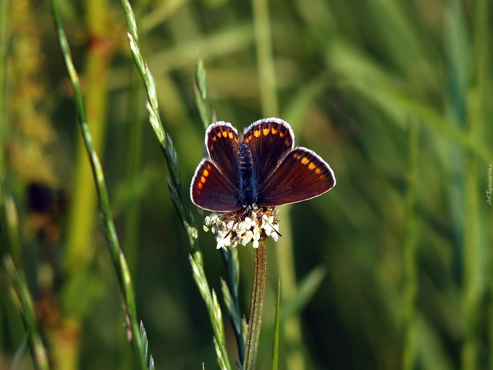 Motyl, Trawa