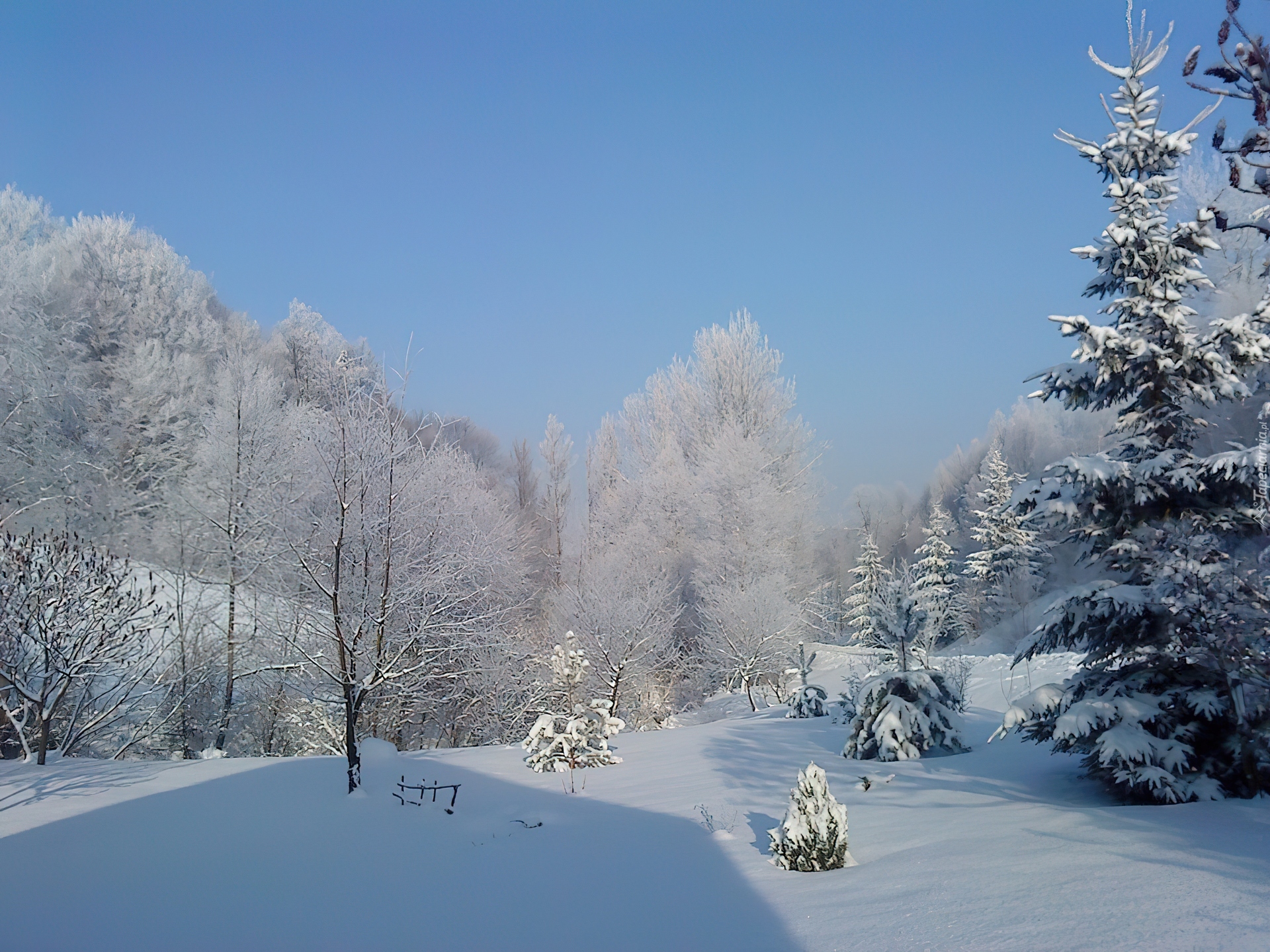 Zima, Śnieg, Las