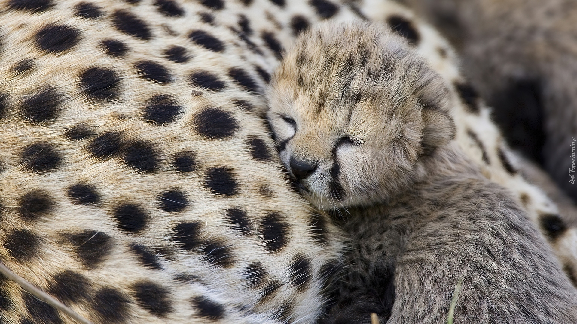 Mały, Gepard