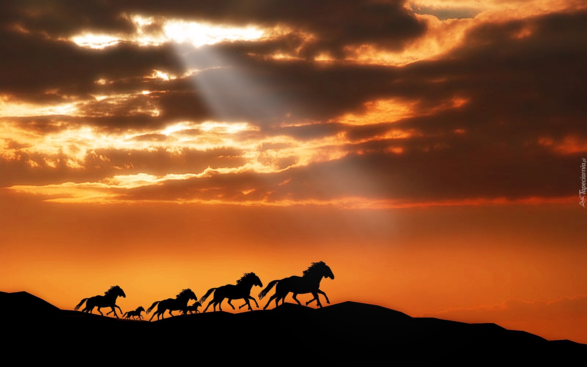 Konie, Galop, Chmury, Zachód Słońca