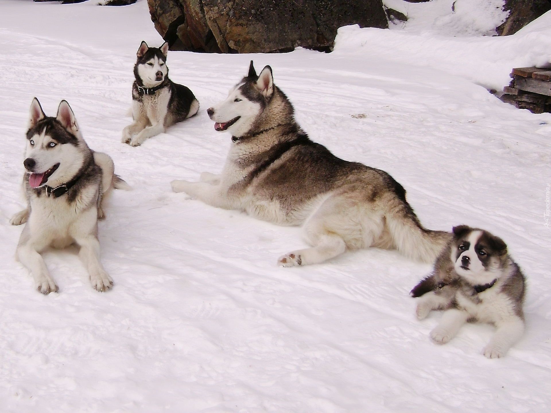 Psy, Rodzina, Siberian Husky