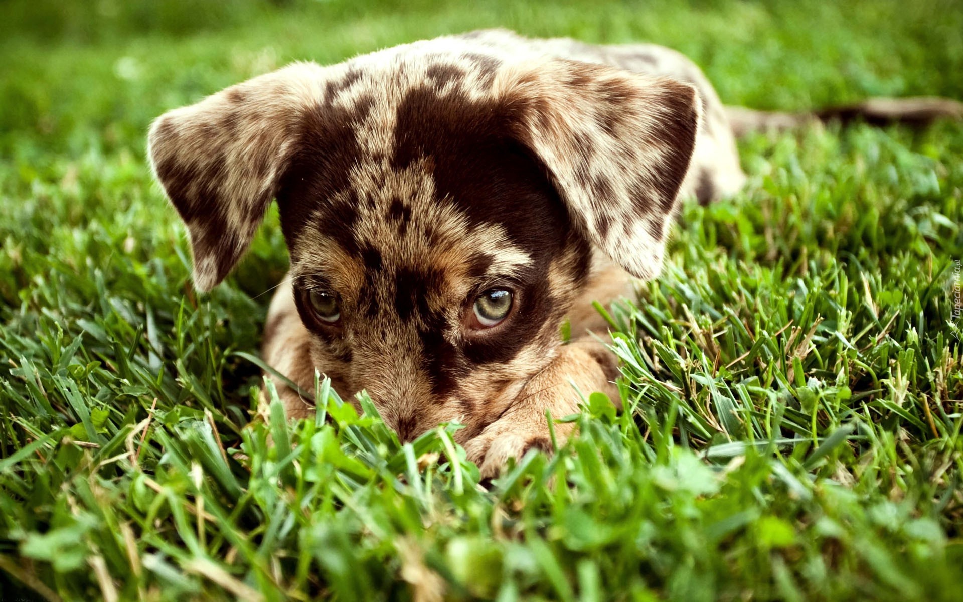 Owczarek australijski, Australian shepherd