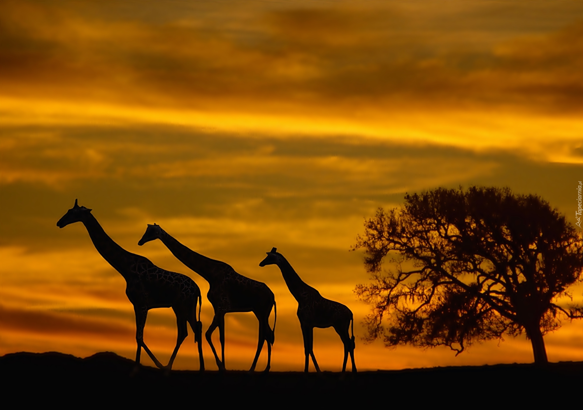 Жираф на фоне заходящего солнца бесплатно