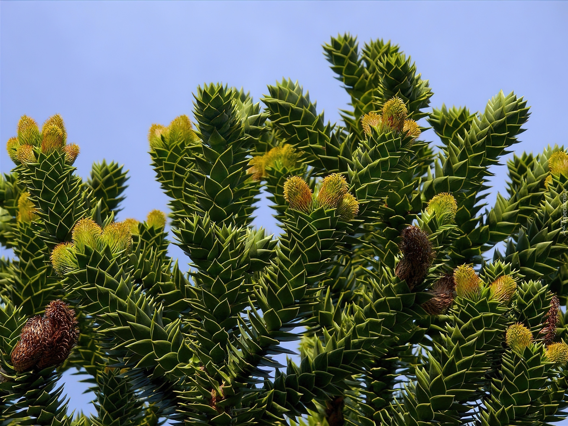 Araucaria