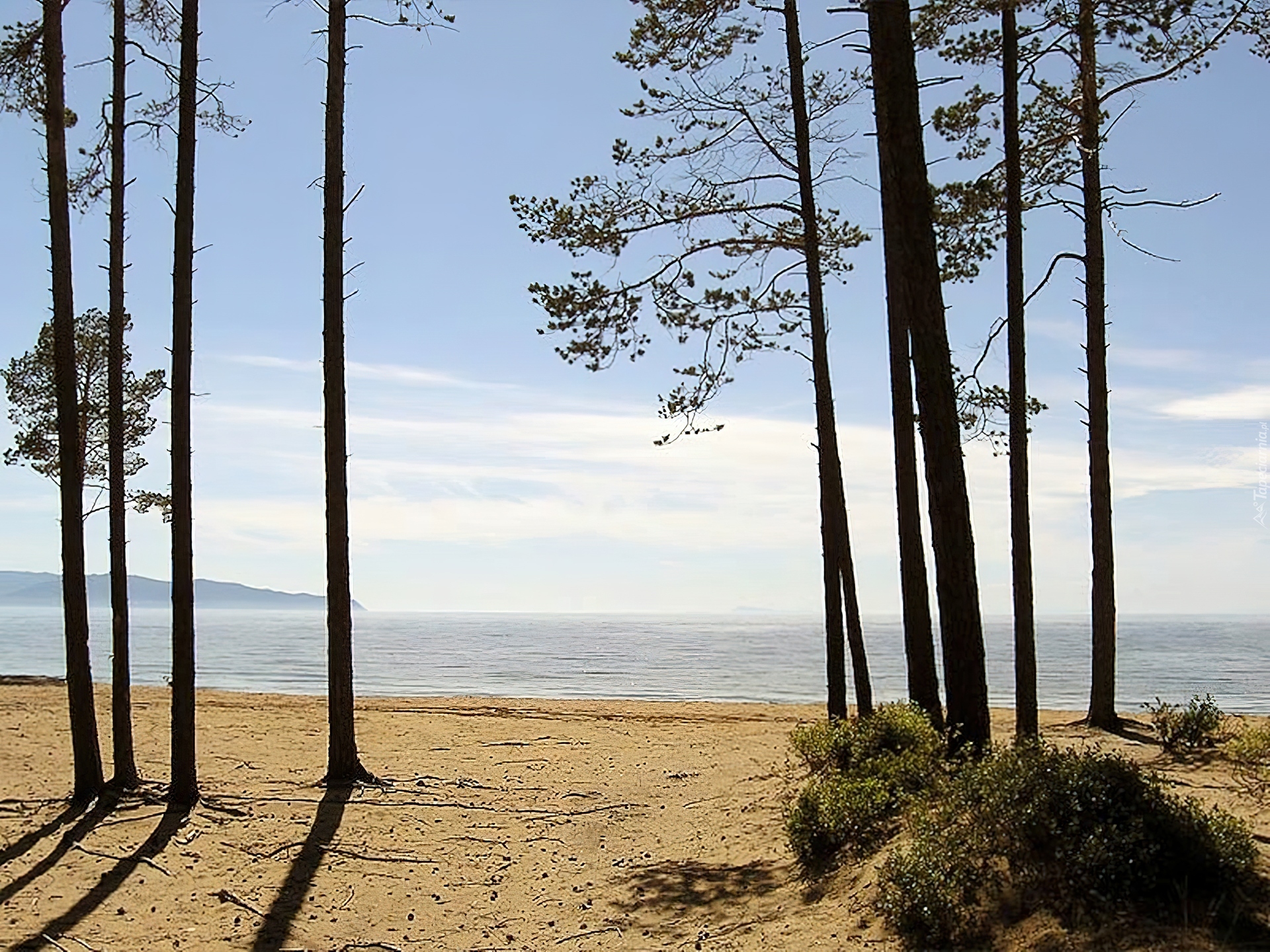 Plaża, Morze, Drzewa