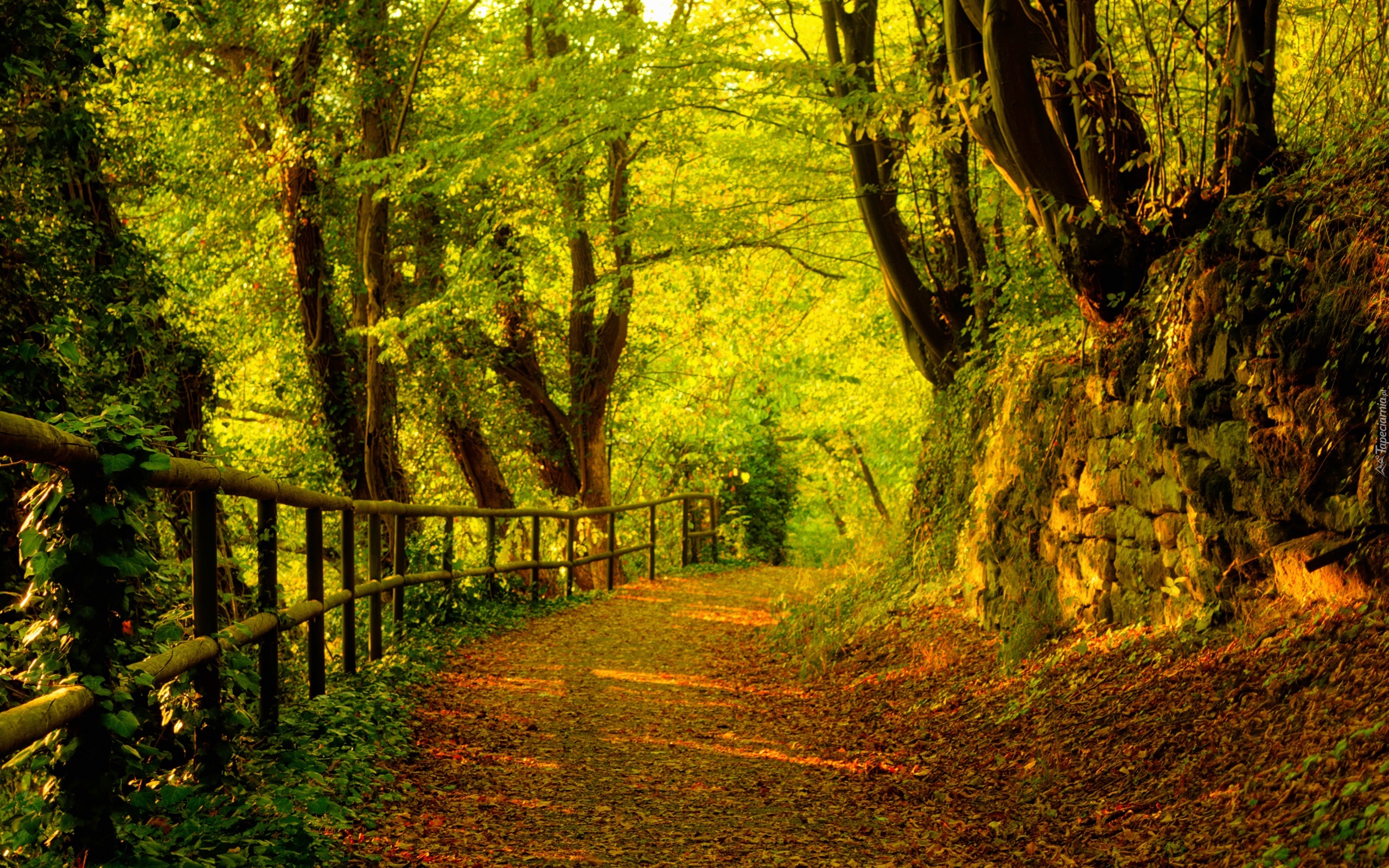 Las, Jesień, Drzewa, Ścieżka