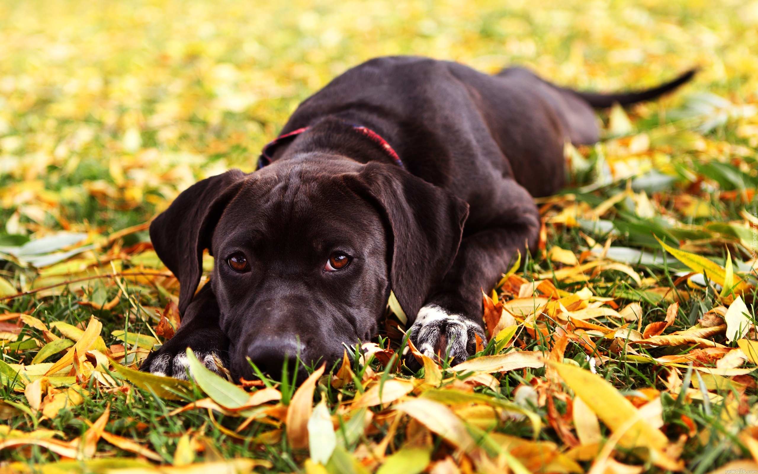 собака черный пес трава бесплатно