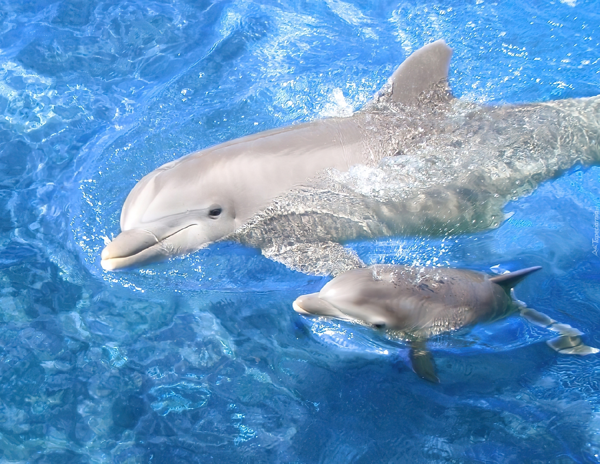 Woda, Białe, Delfiny