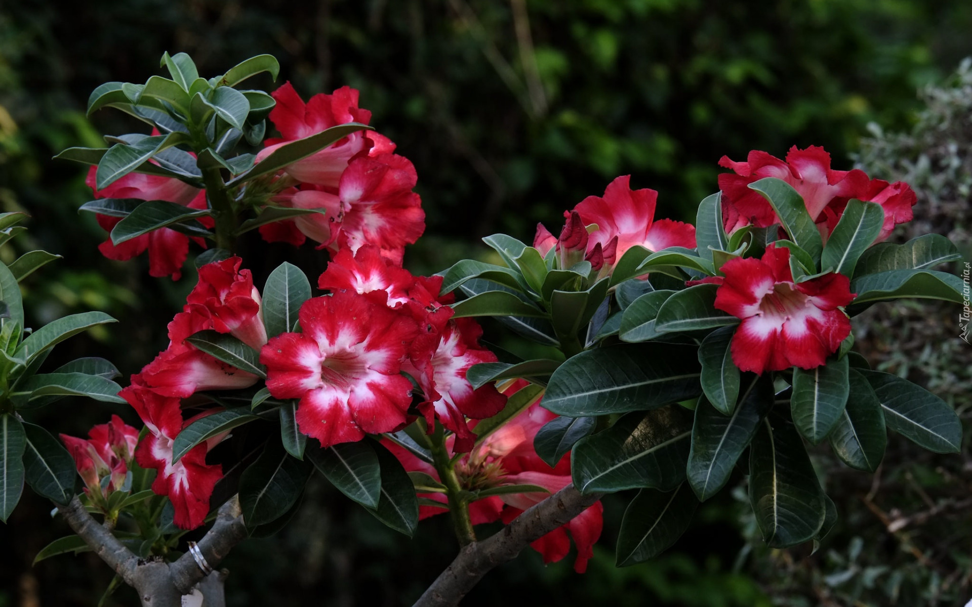 Kwiaty, Różowe, Adenium, Róża pustyni, Gałązki, Liście