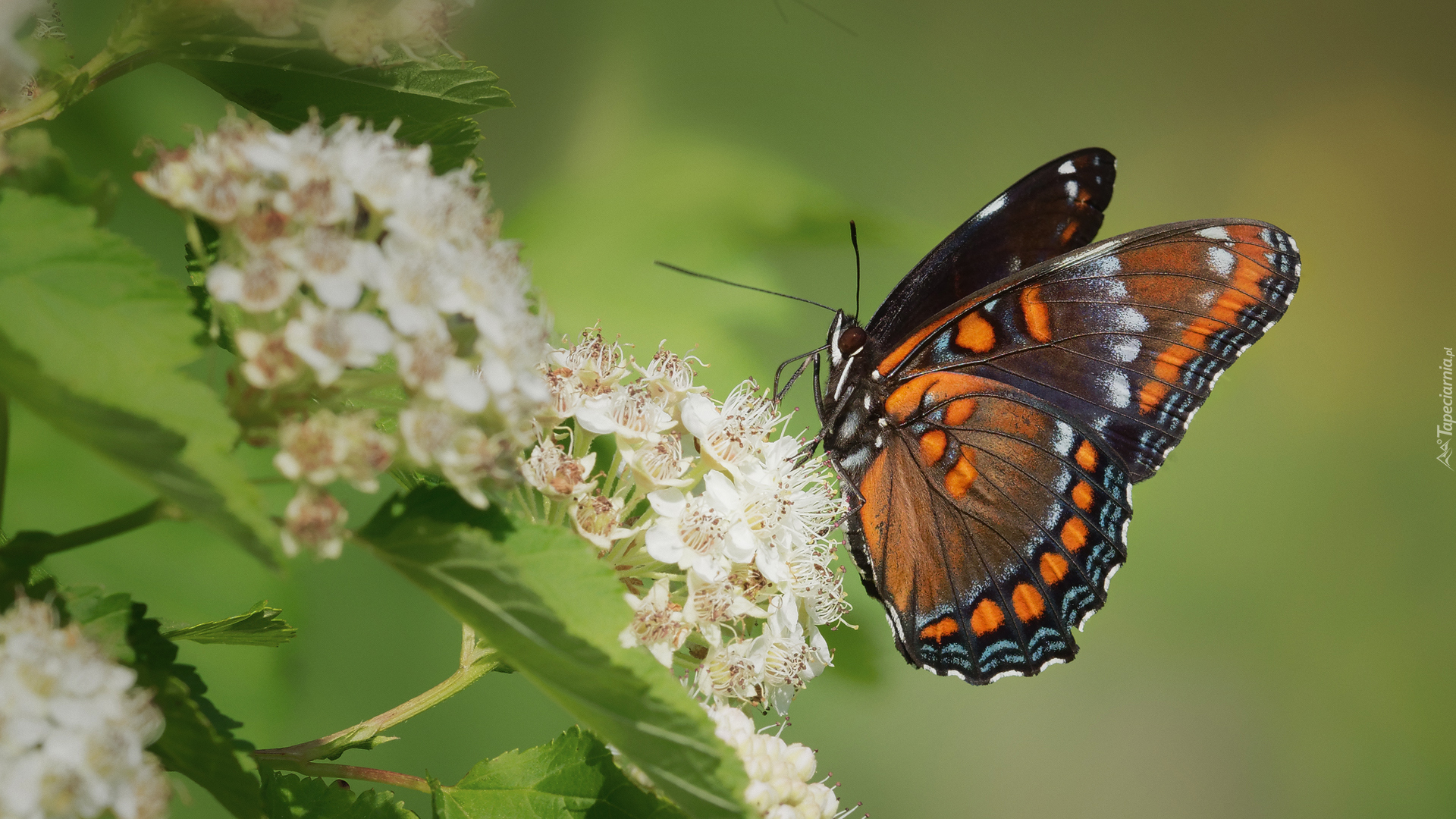 Motyl, Admirał purpurowy, Limenitis arthemis, Białe, Kwiaty